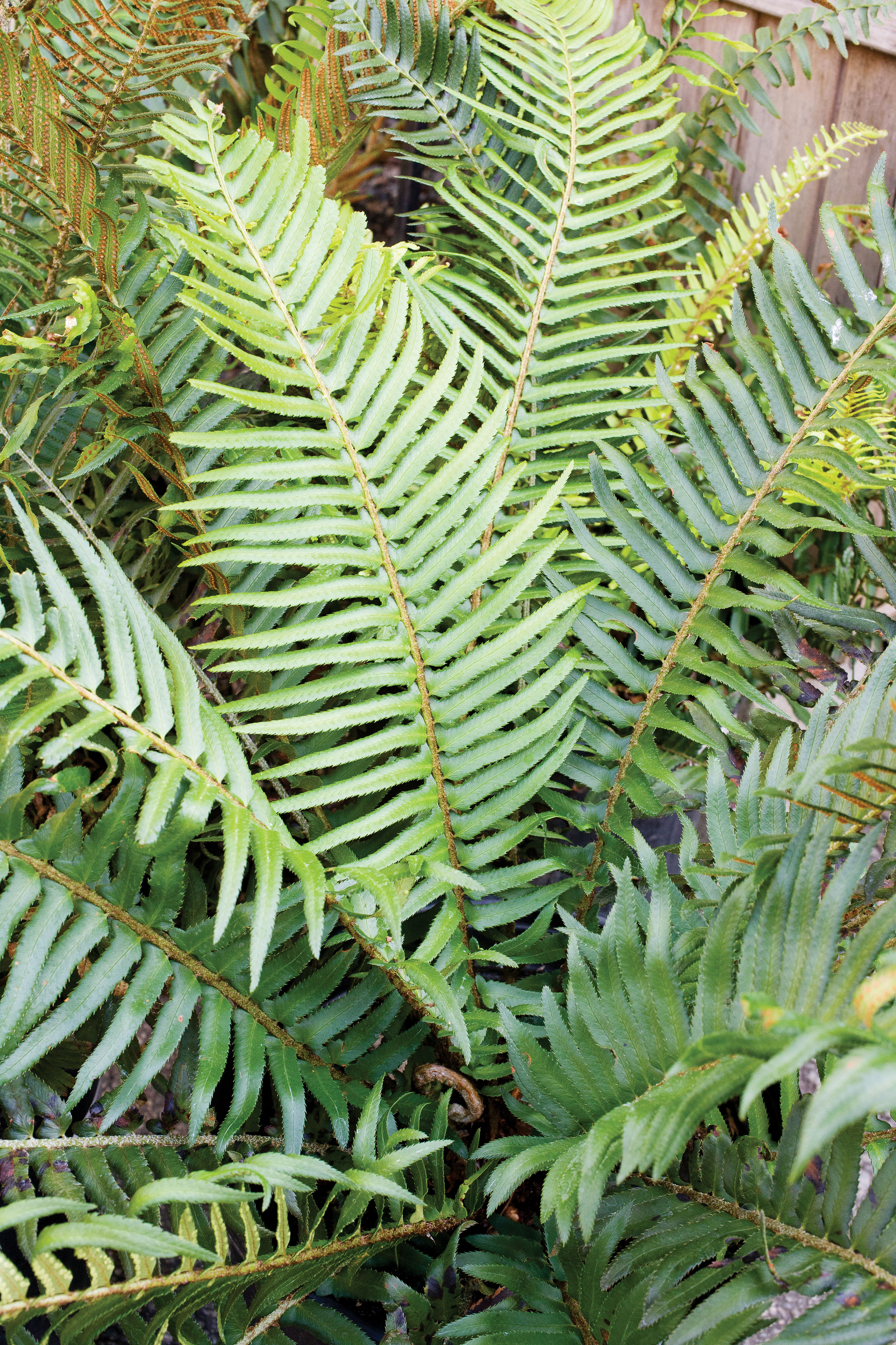 sword-fern-polystichum-munitum