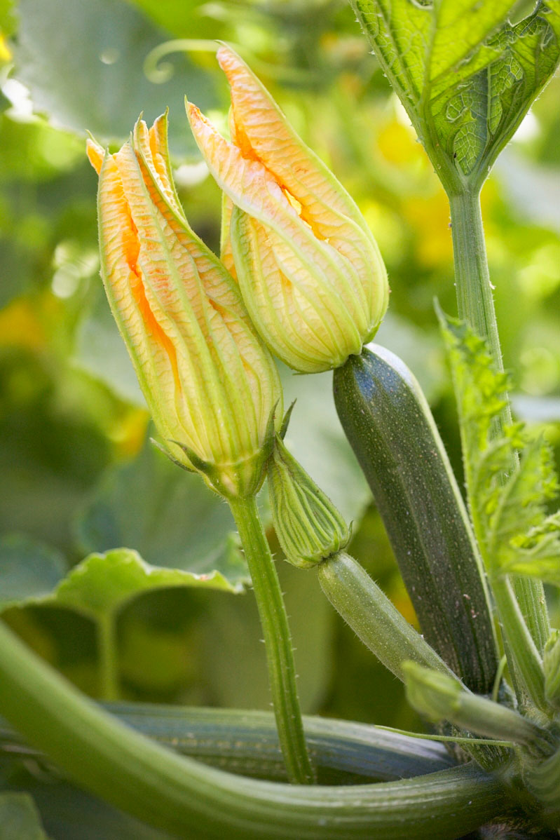 zucchini
