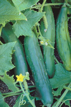 cucumbers