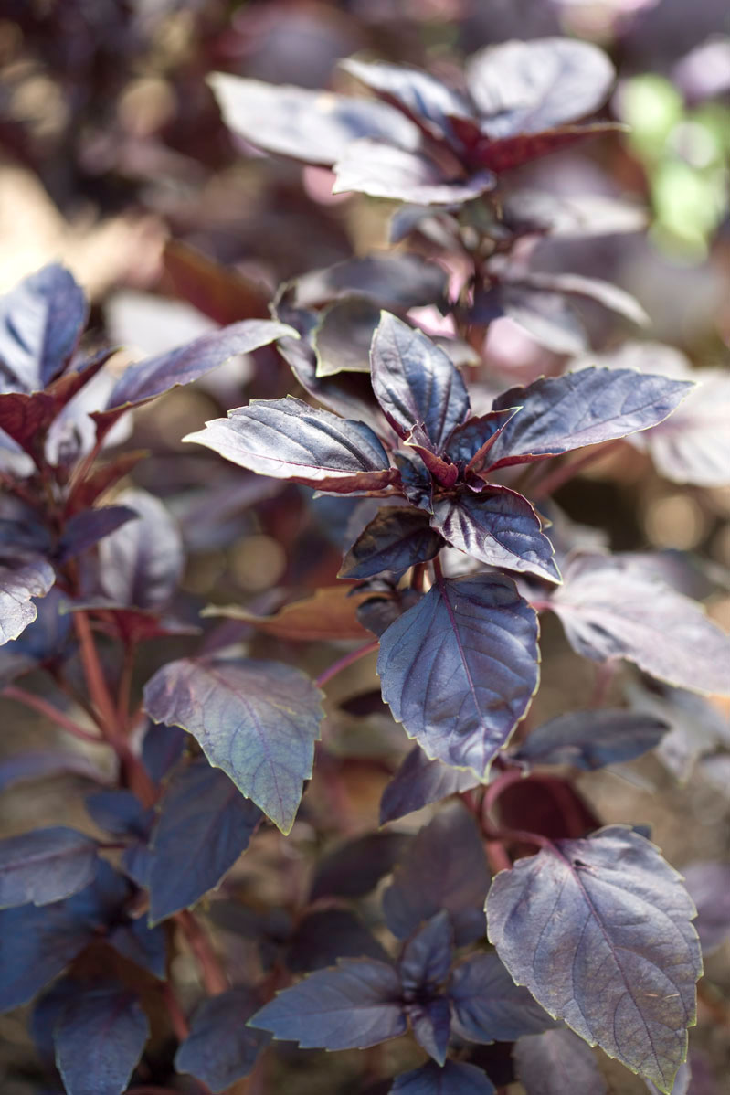 instead-of-low-growing-dark-leaved-annuals-for-pots