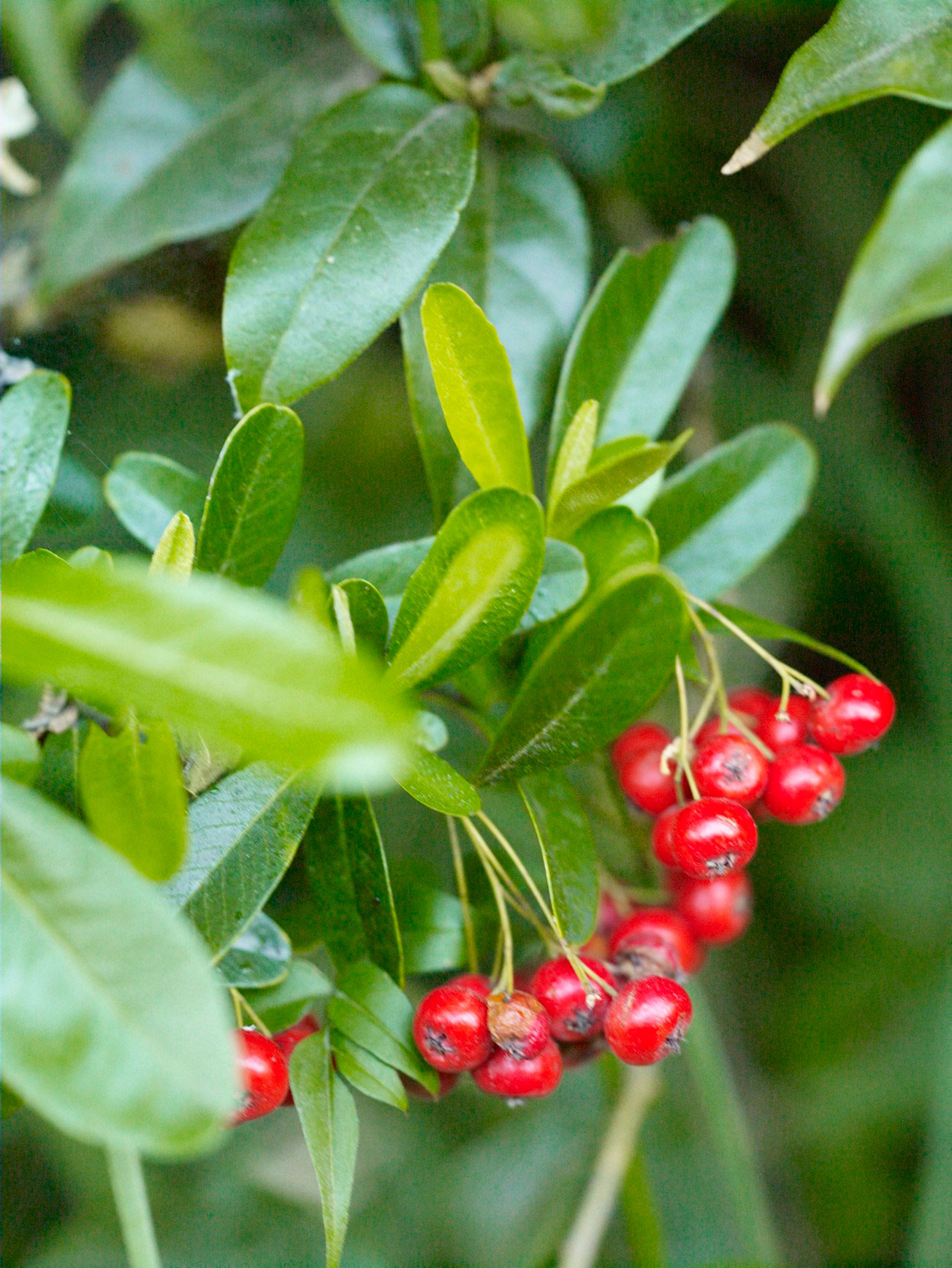 firethorn-pyracantha