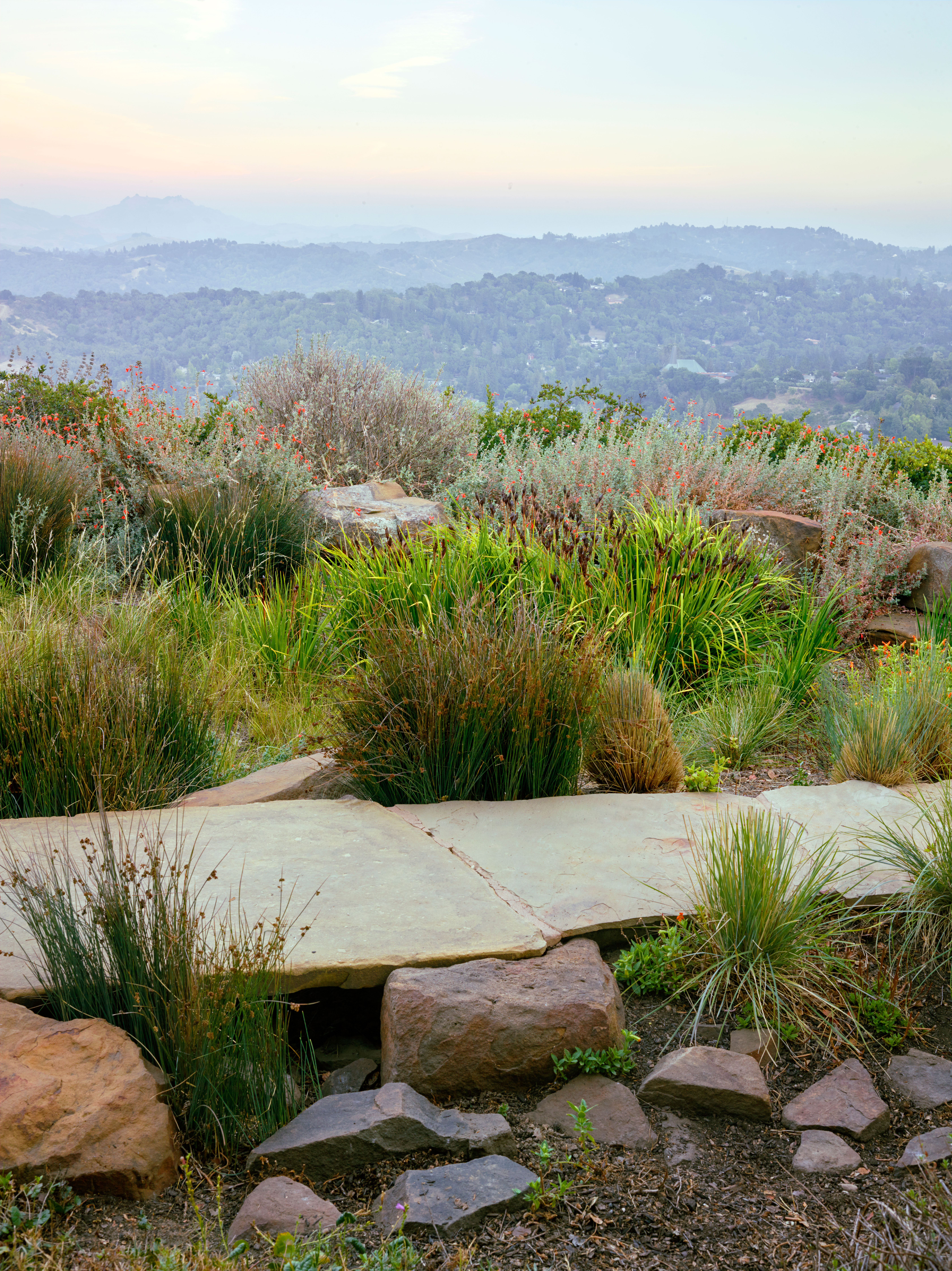The Best Rain Garden Plants for the West