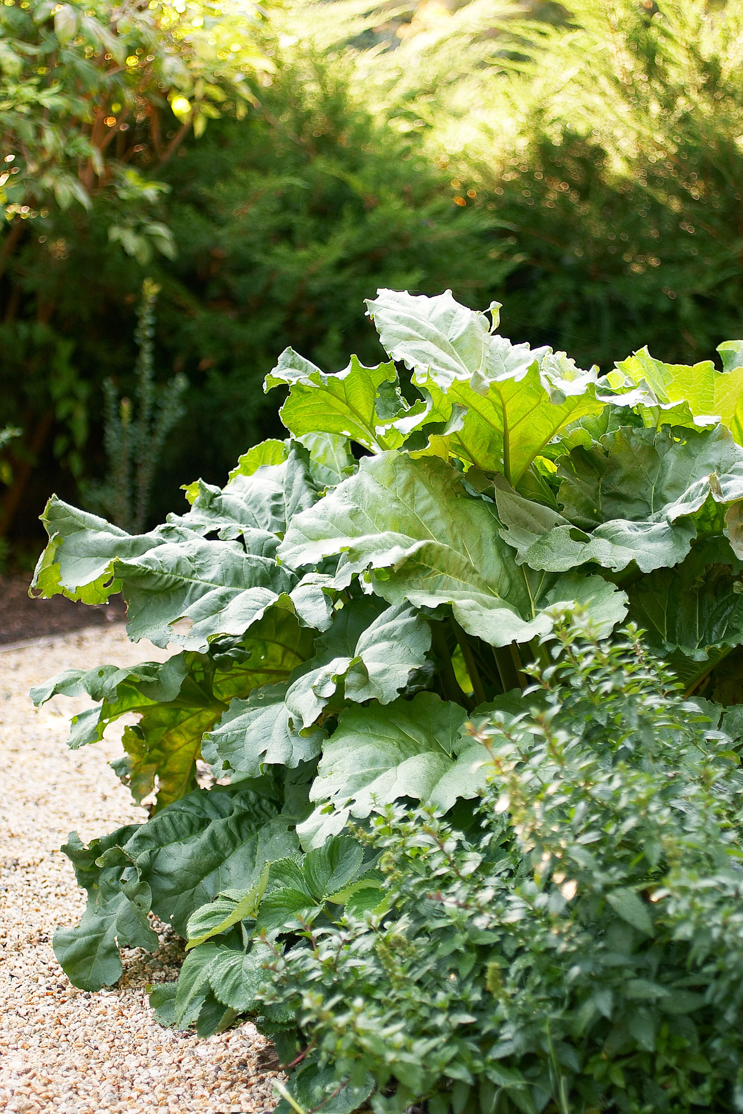 instead-of-a-common-perennial-with-showy-leaves