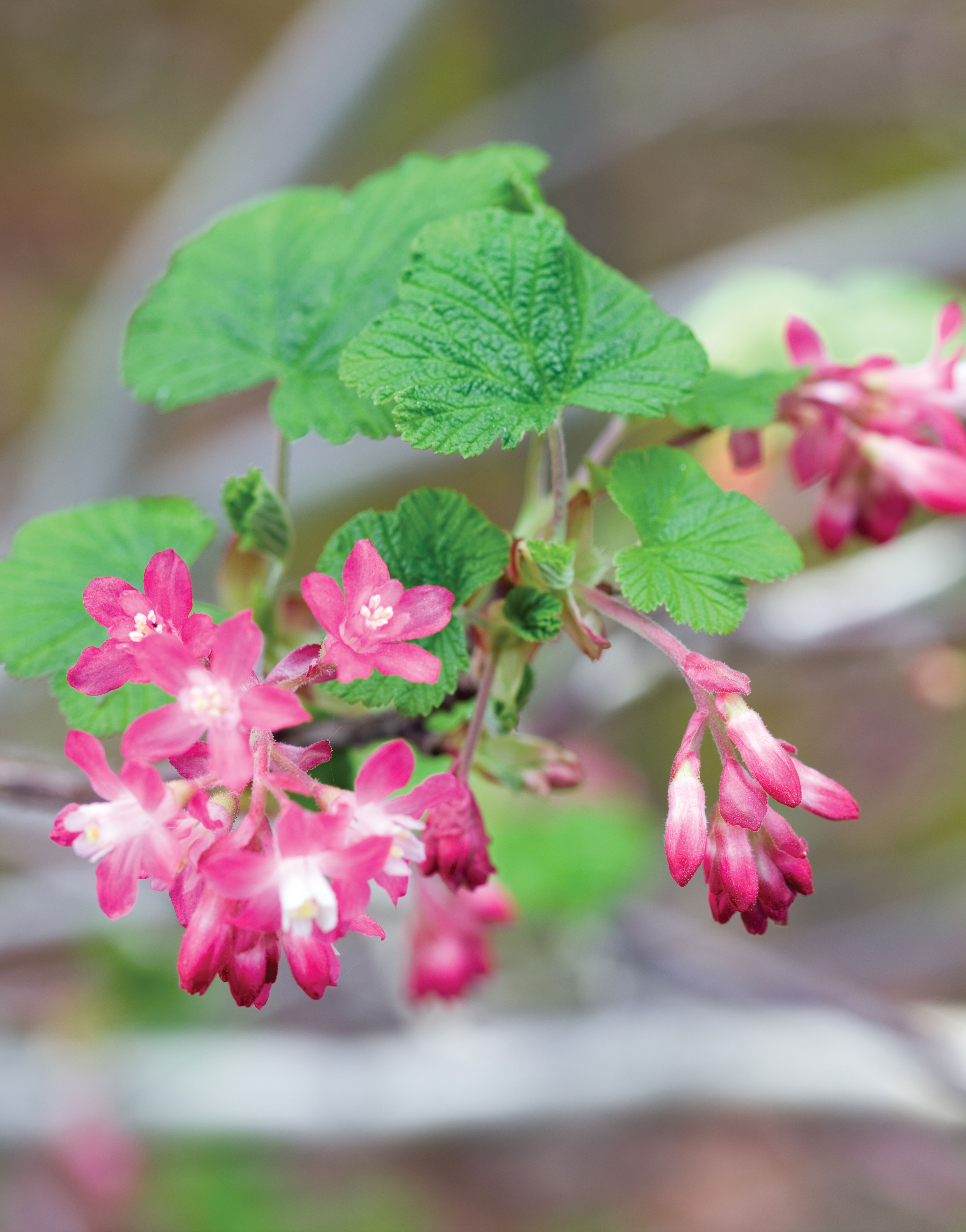 red-flowering-currant-ribes-sanguineum