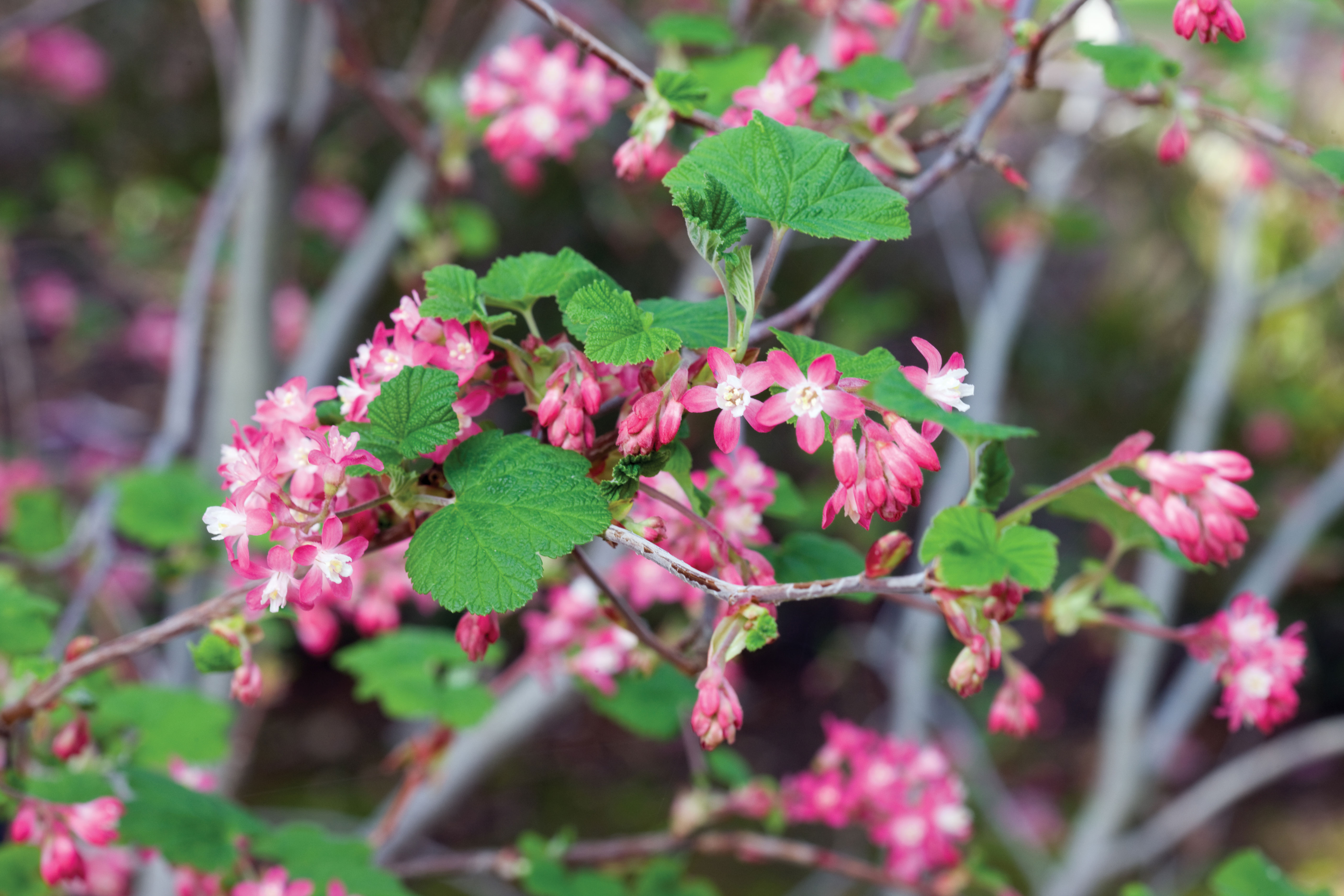red-flowering-currant-ribes-sanguineum