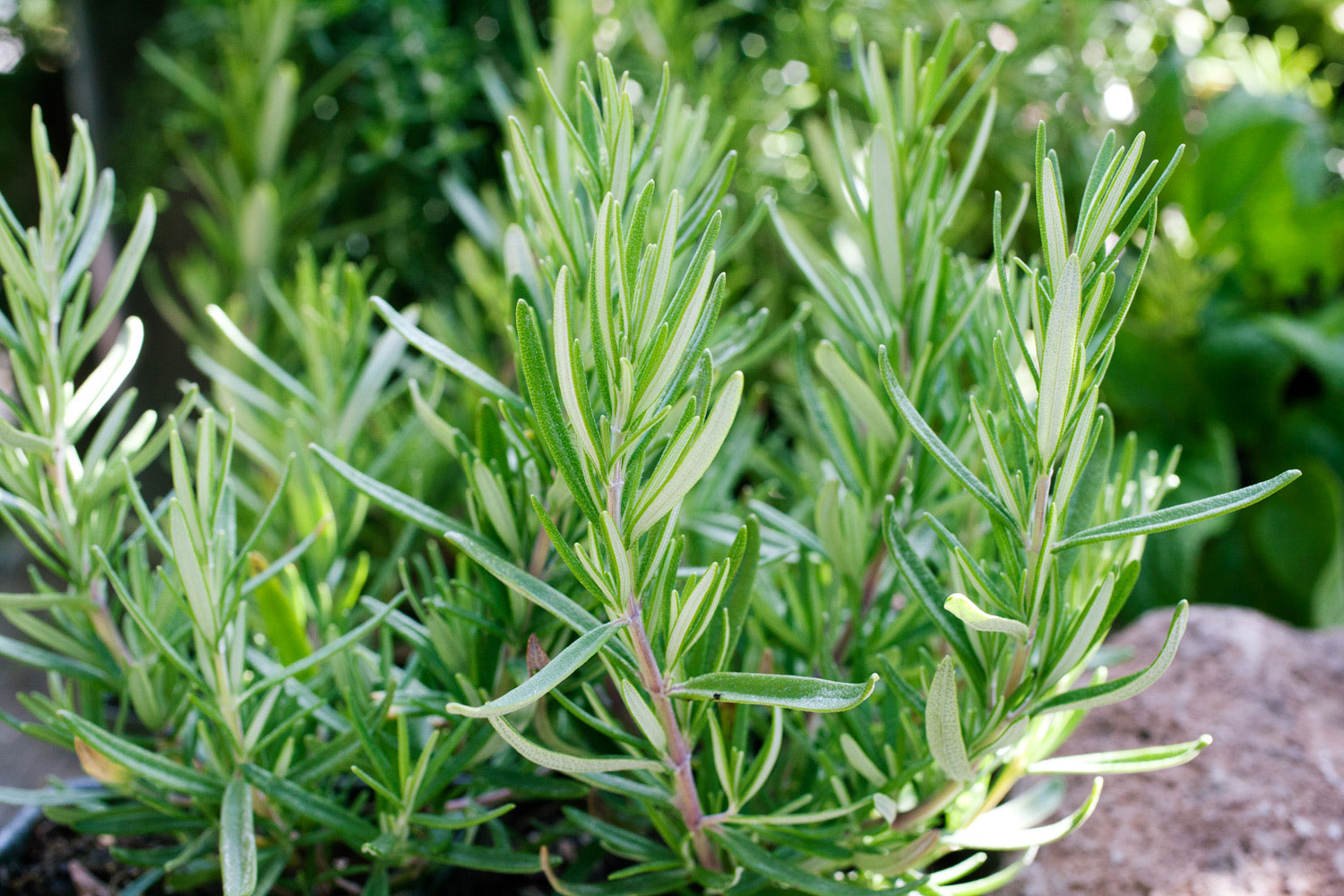 rosemary