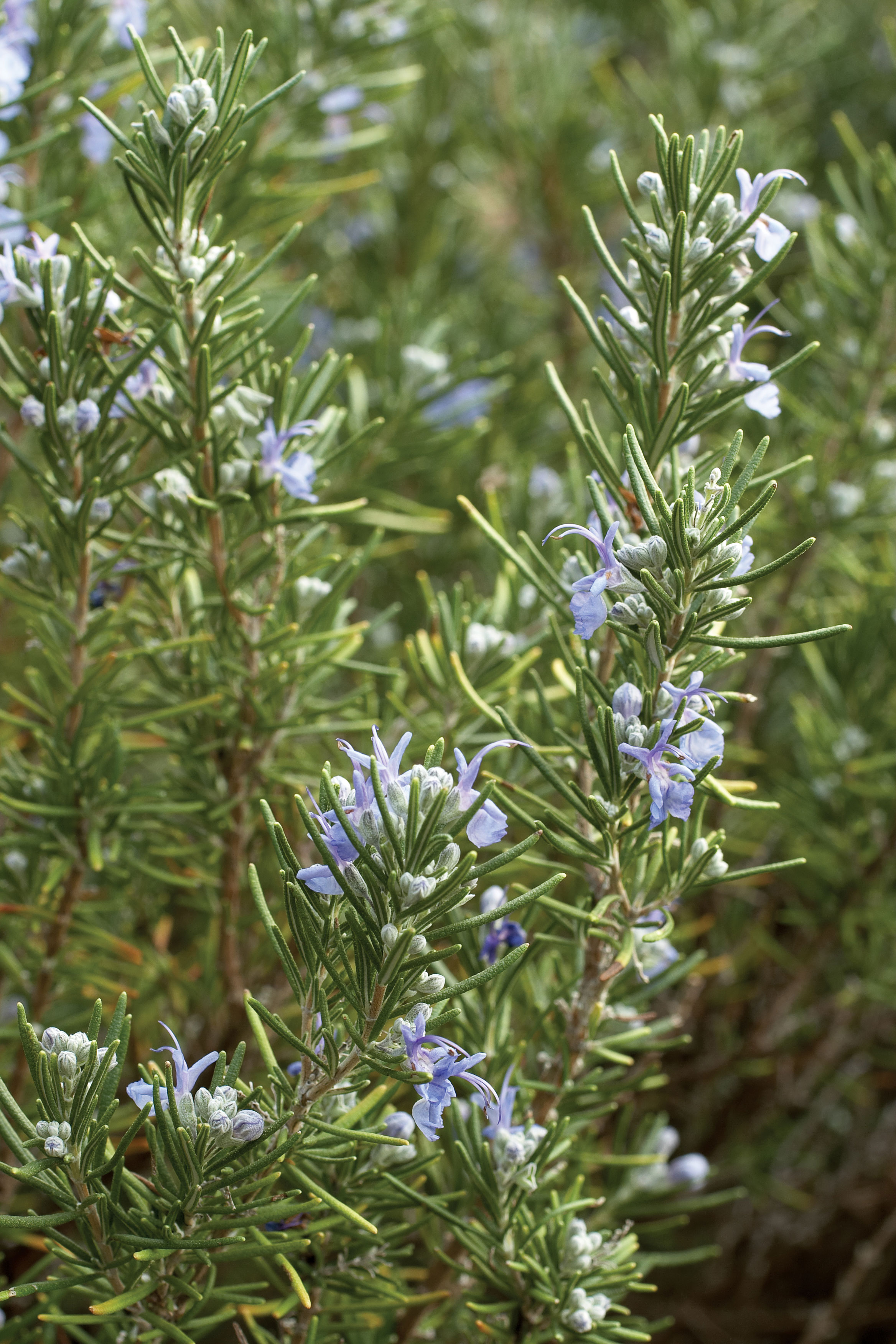 shrub screen