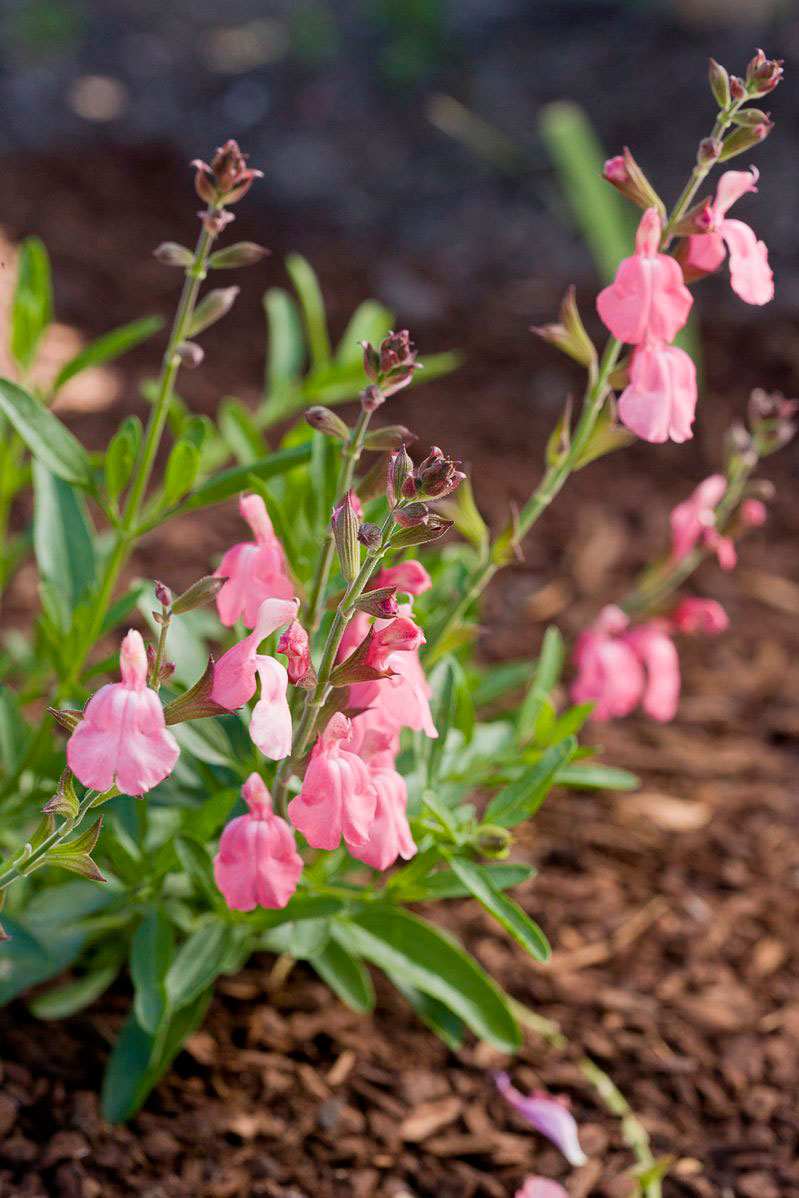autumn-sage-salvia-greggii