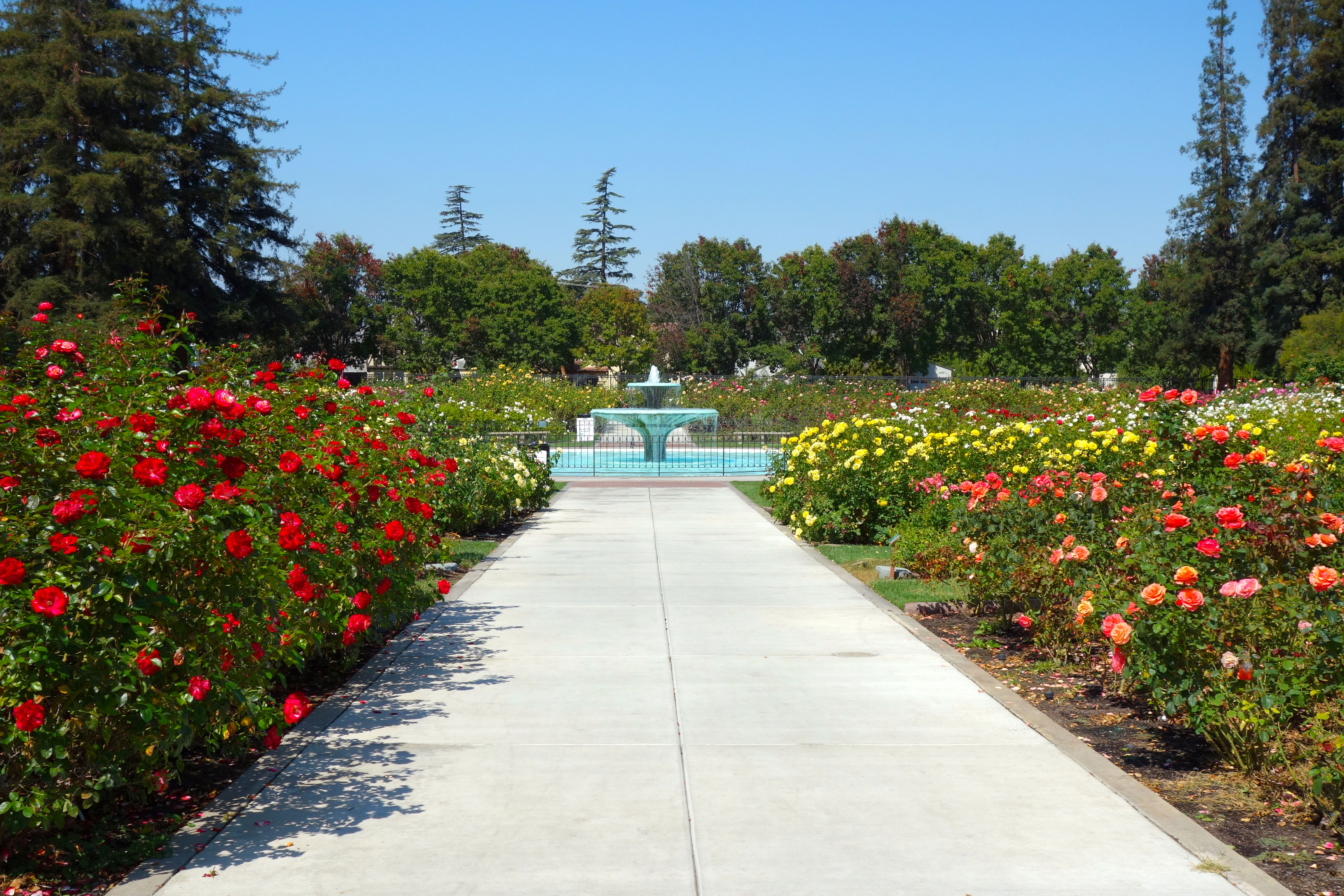 san-jose-municipal-rose-garden