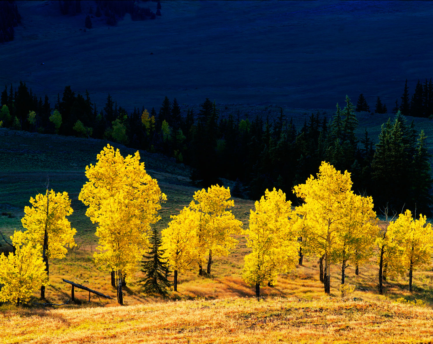 Aspen trees in the San Juan Mountain, Colorado, one of the best places for fall foliage