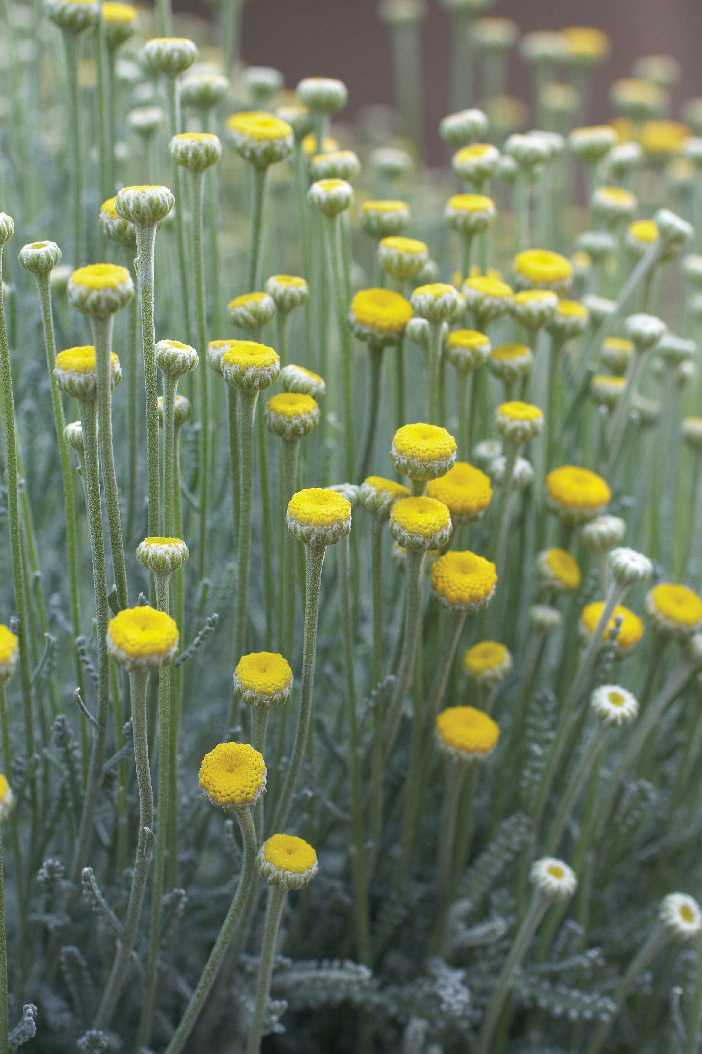lavender-cotton-santolina-chamaecyparissus
