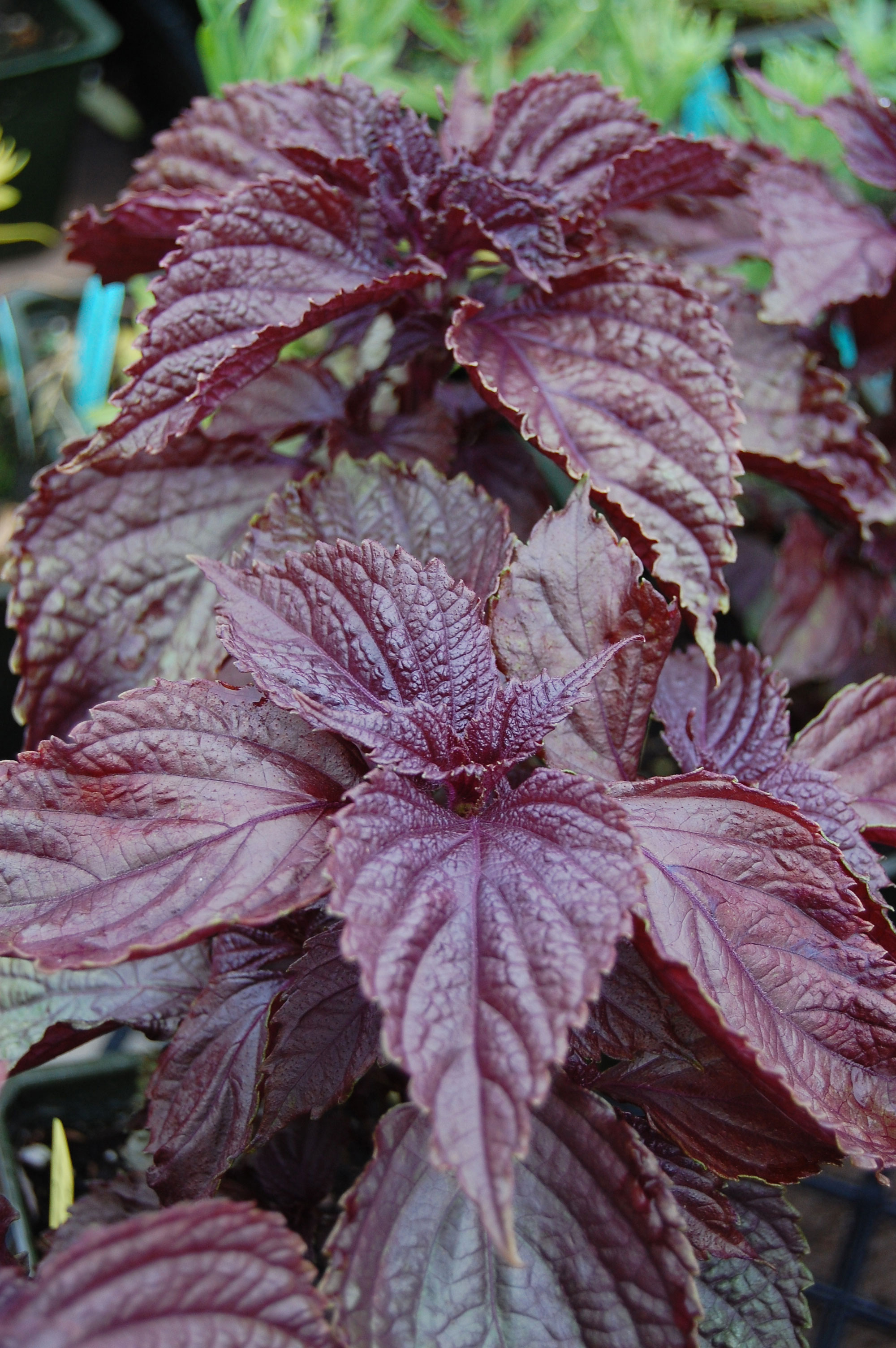 shiso-perilla-frutescens