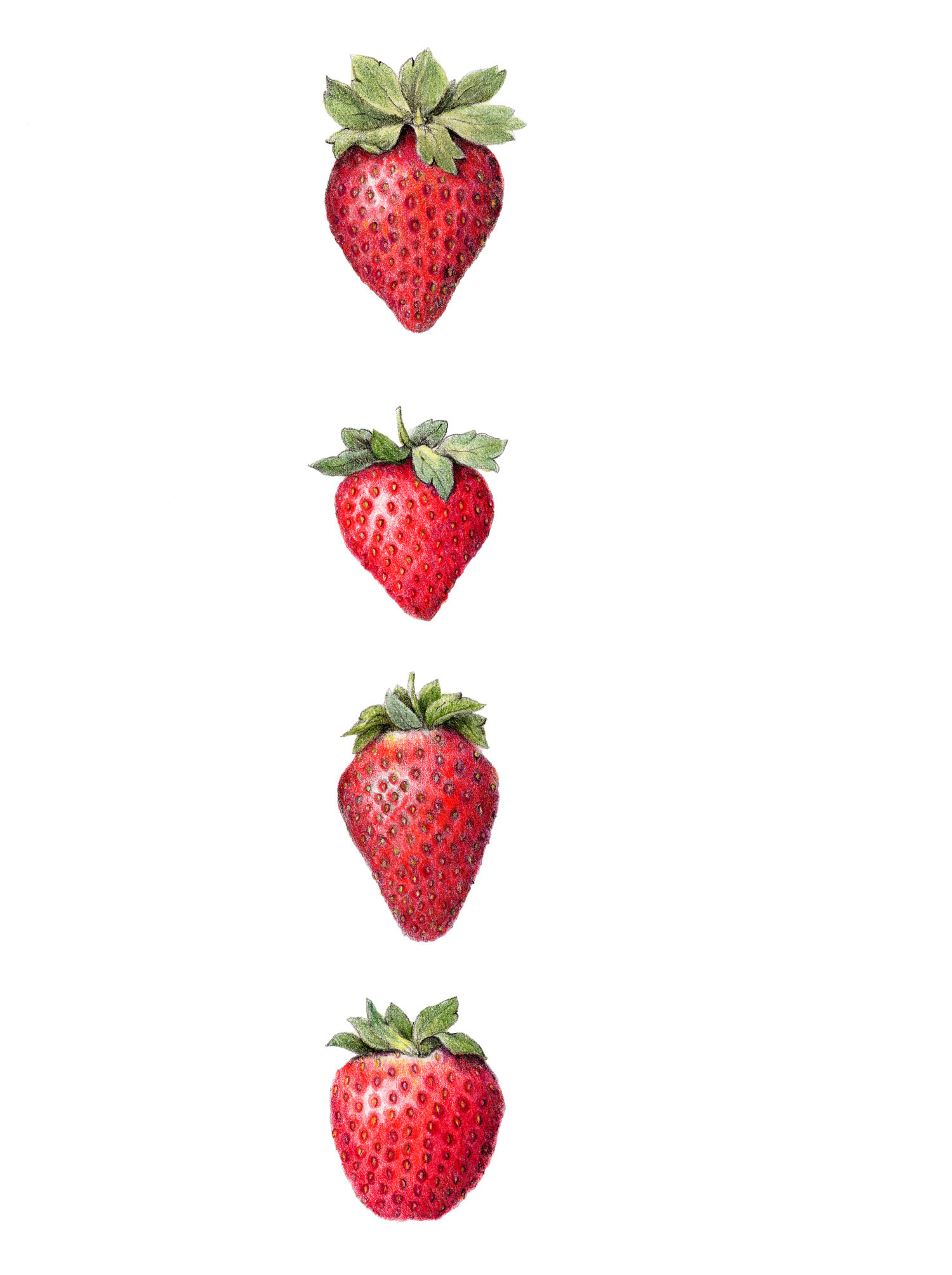 best-varieties-for-your-region-northwest