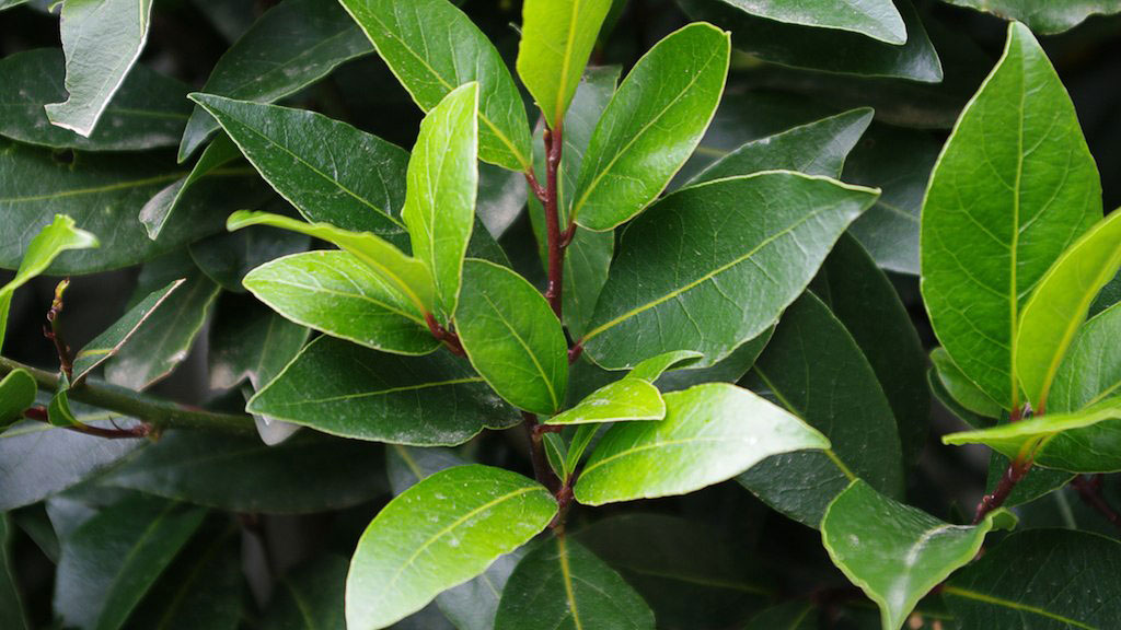 sweet-bay-laurus-nobilis