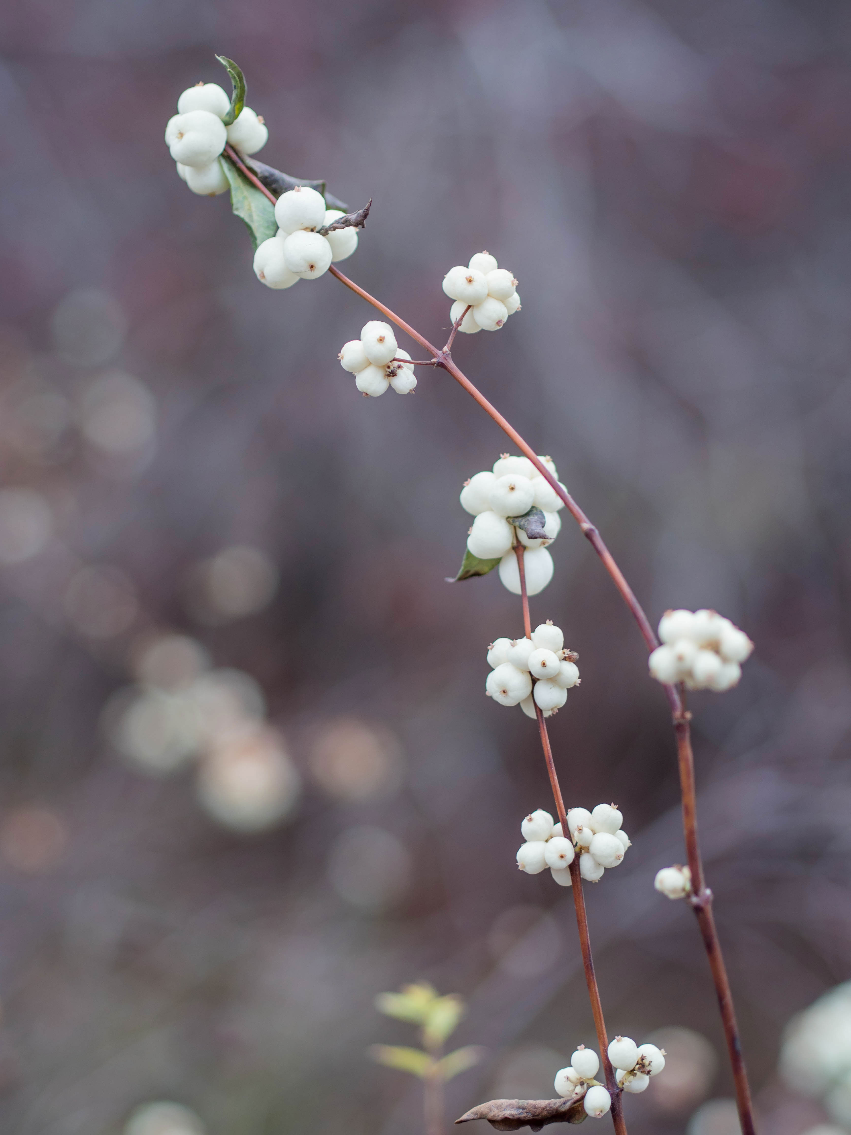 snowberry-symphoricarpus-albus