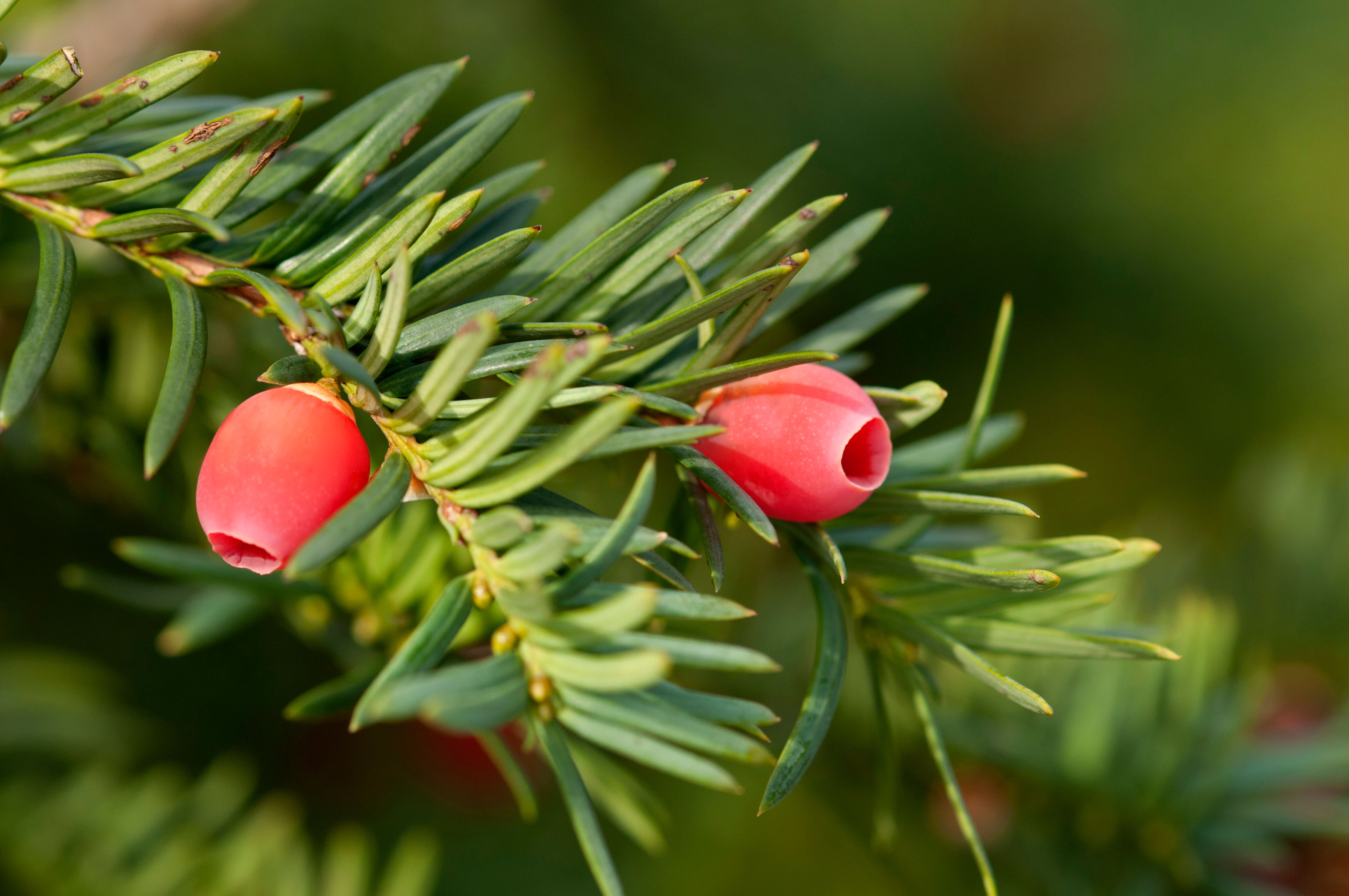 yew-taxus
