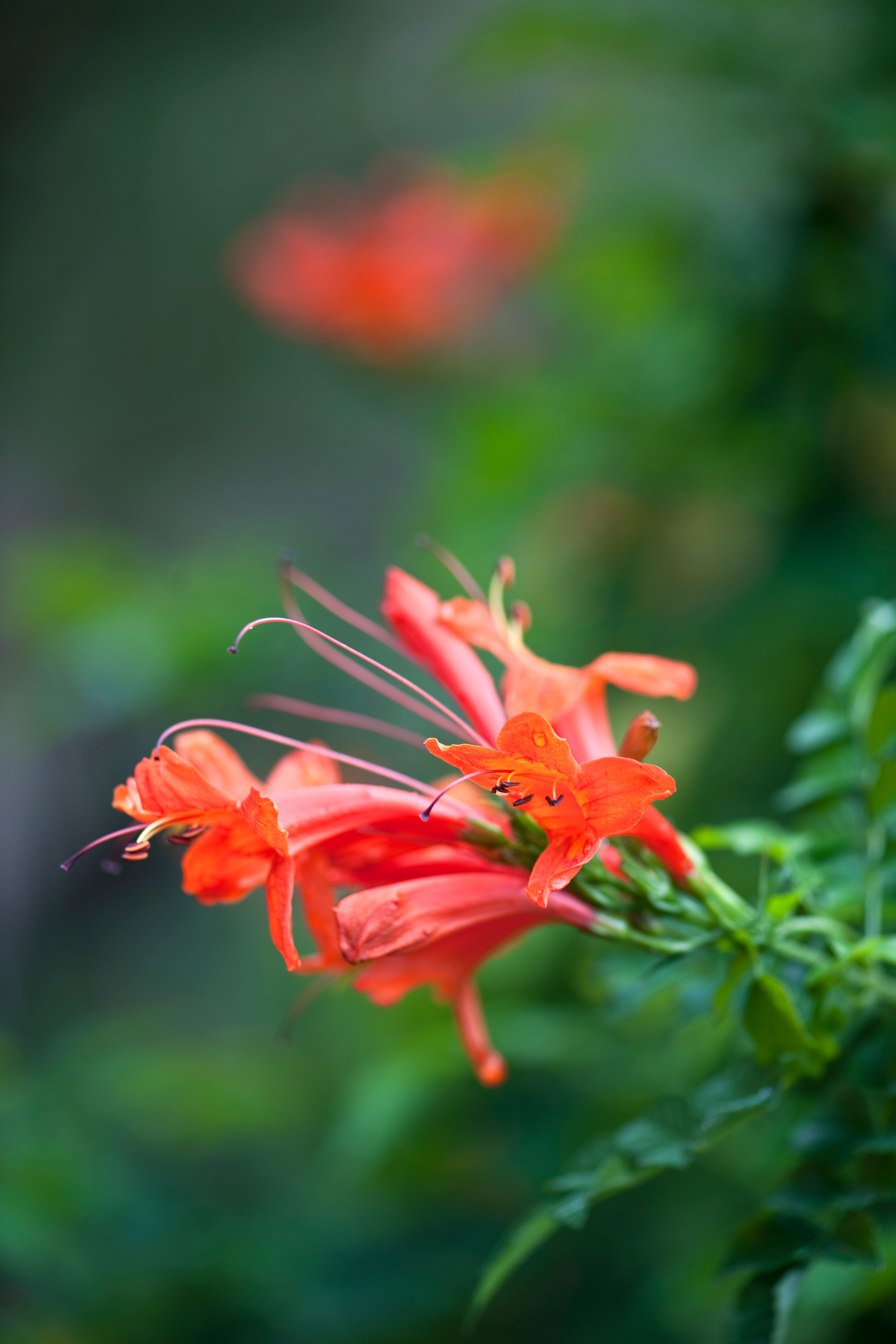 cape-honeysuckle-tecoma-capensis