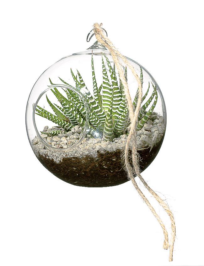 terrarium