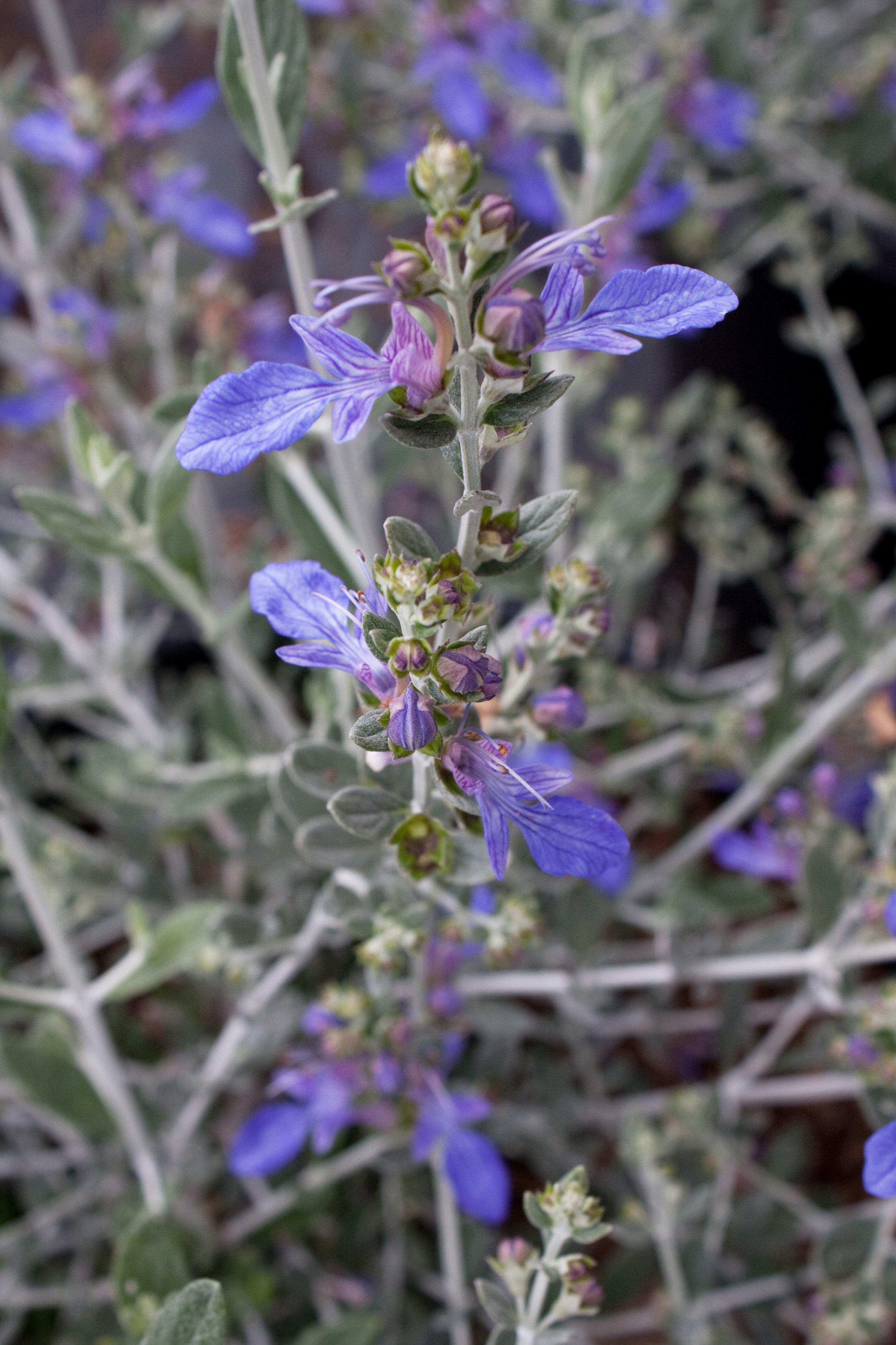 bush-germander-teucrium-fruticans