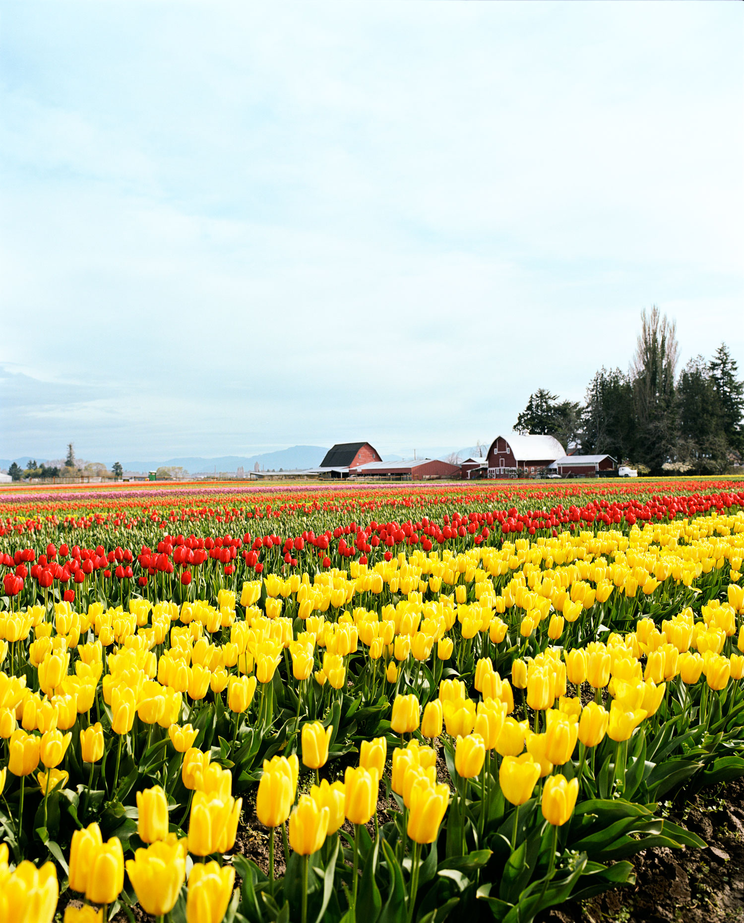 Take in Tulip Season in Skagit Valley, WA