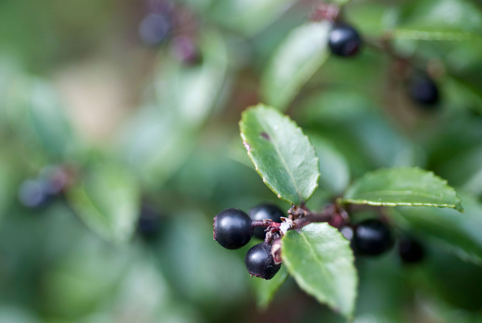 evergreen-huckleberry-vaccinium-ovatum