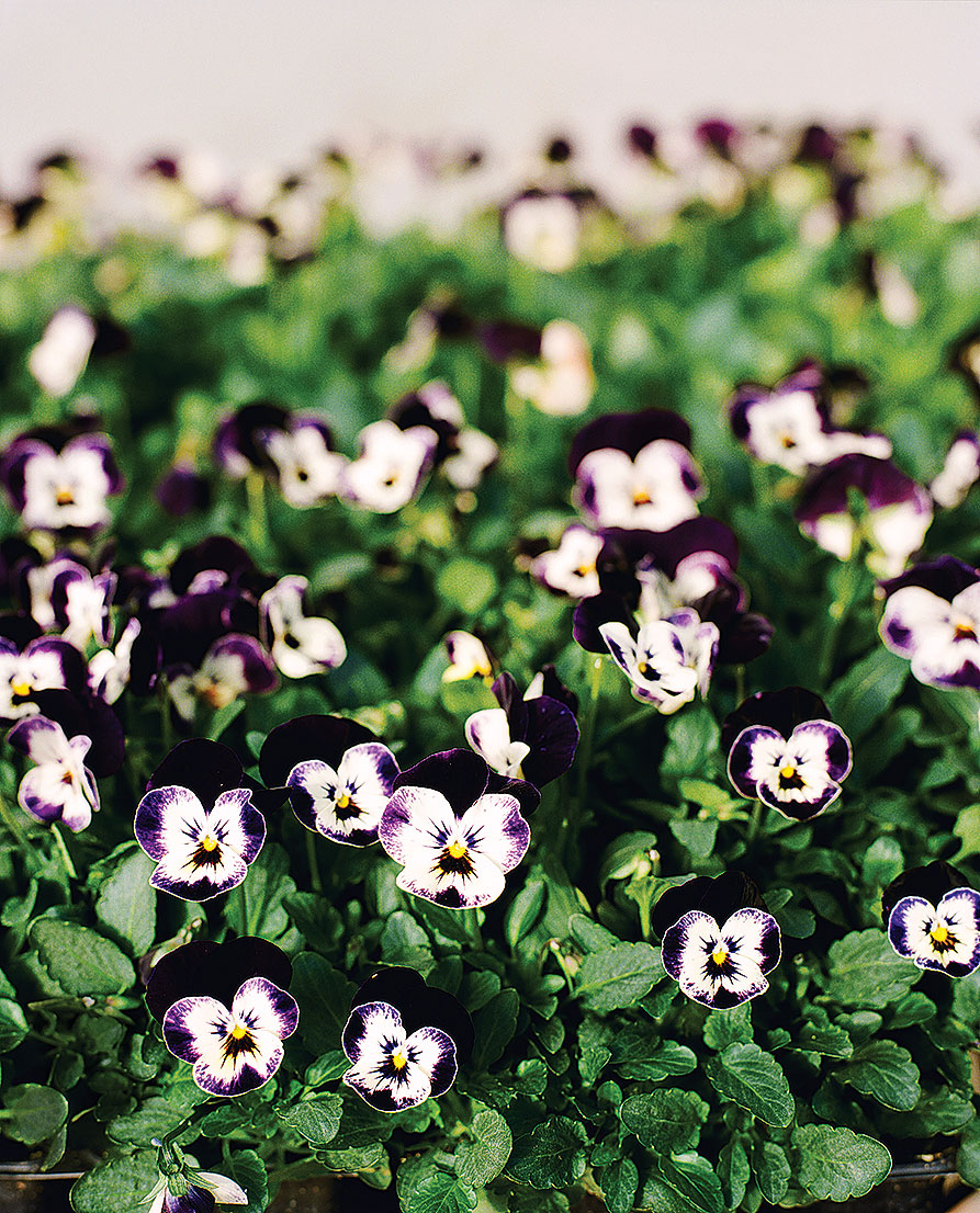 why-should-gardeners-choose-violas