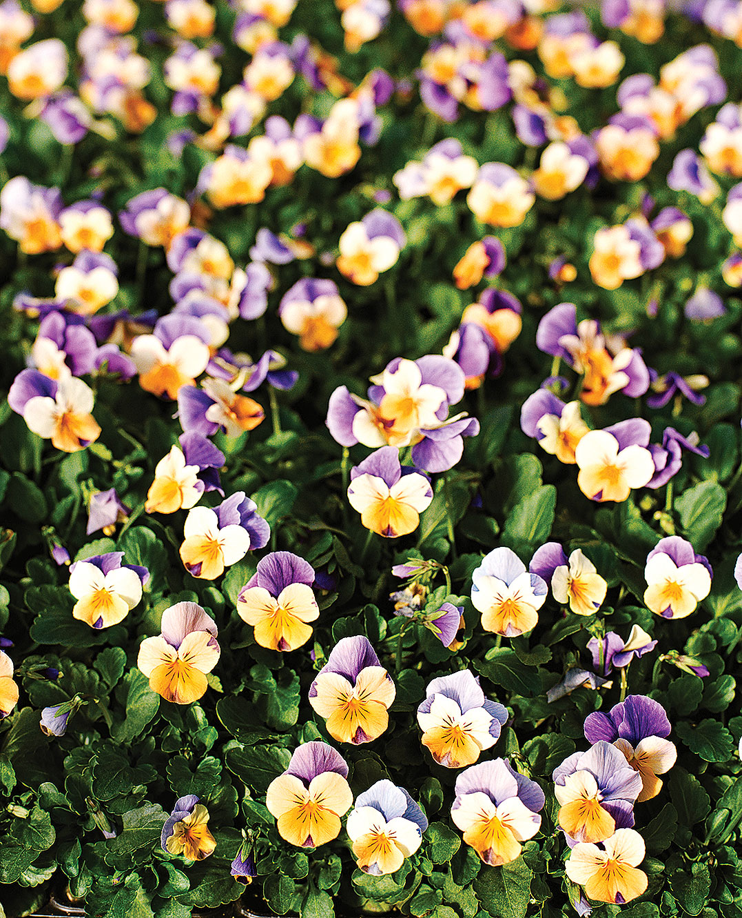 are-violas-fragrant
