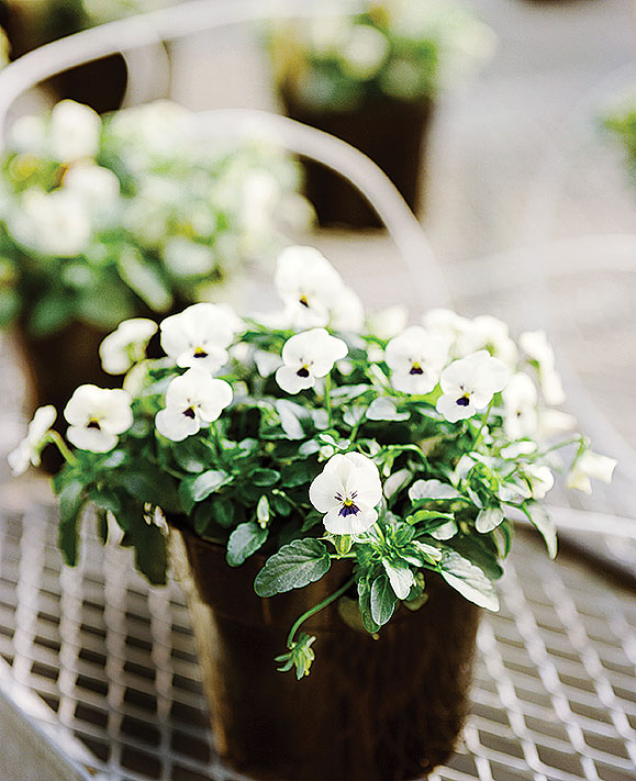 how-have-violas-changed-over-the-years