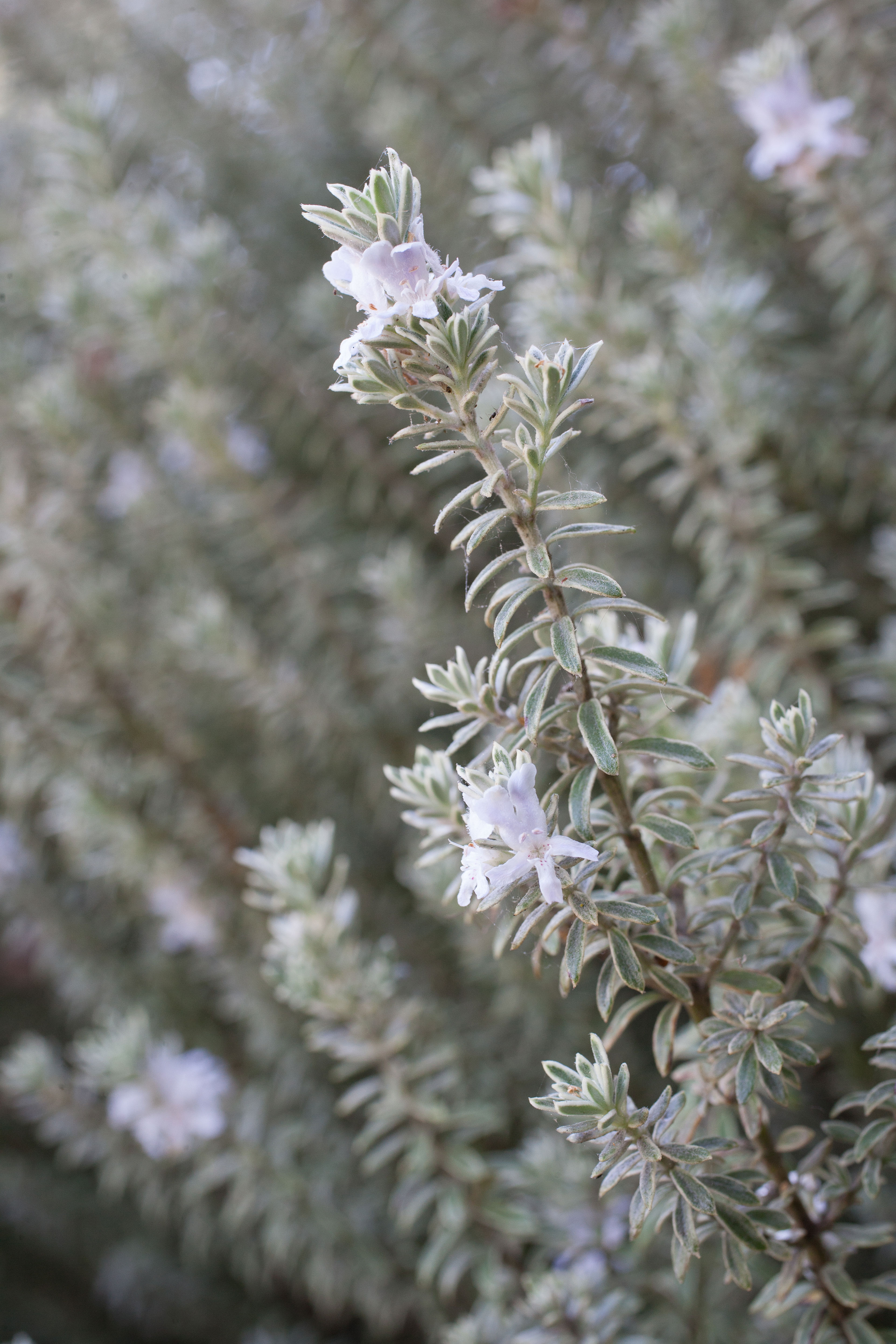 coast-rosemary-westringia-fruticosa