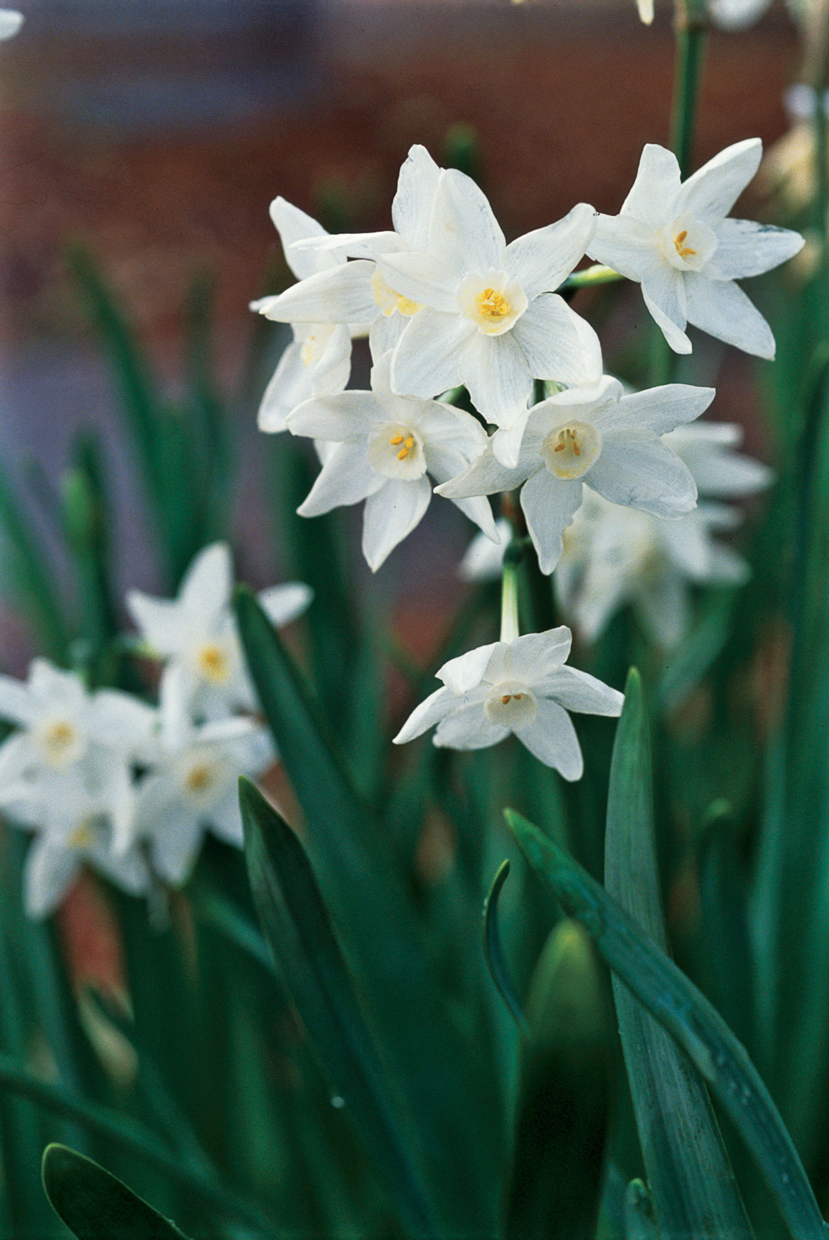 paperwhites-narcissus-papyraceus