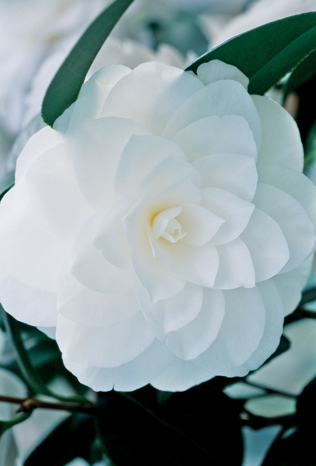 more-choice-whites-camellia