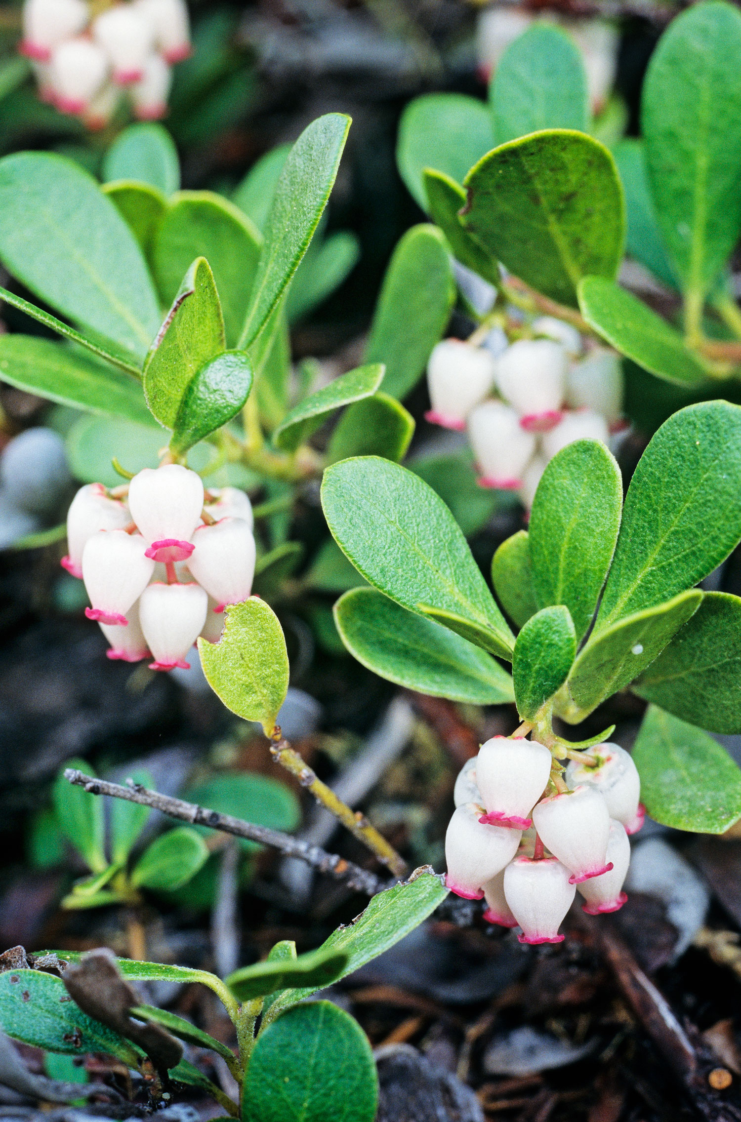 fire-smart-plants-bearberry