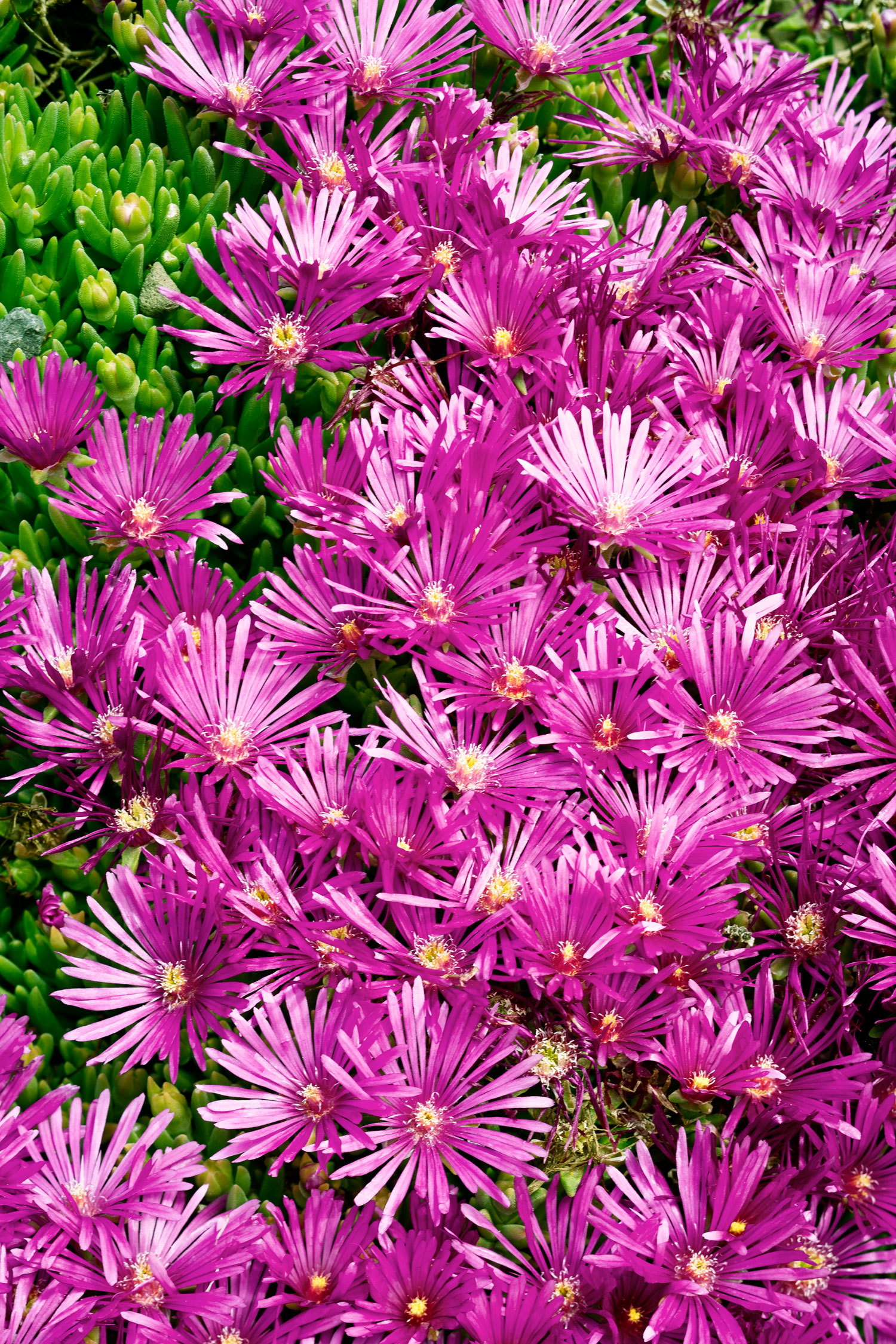 fire-smart-plants-ice-plant