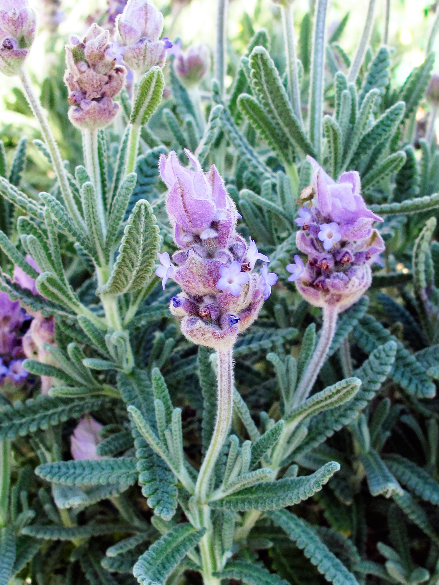 fire-smart-plants-lavender