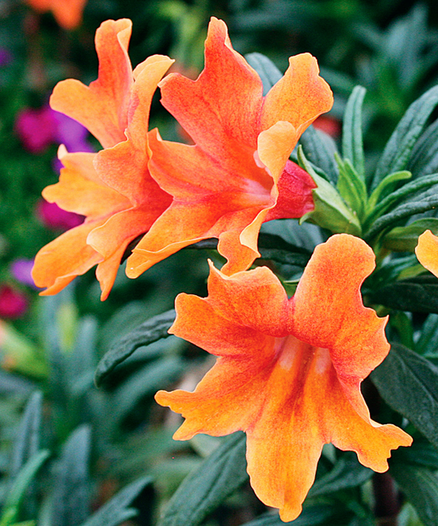 fire-smart-plants-monkey-flower