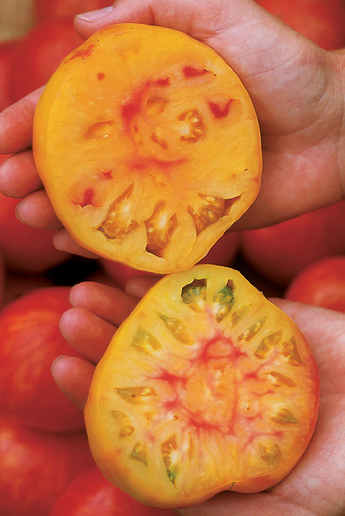 How to Harvest and Store Tomato Seeds