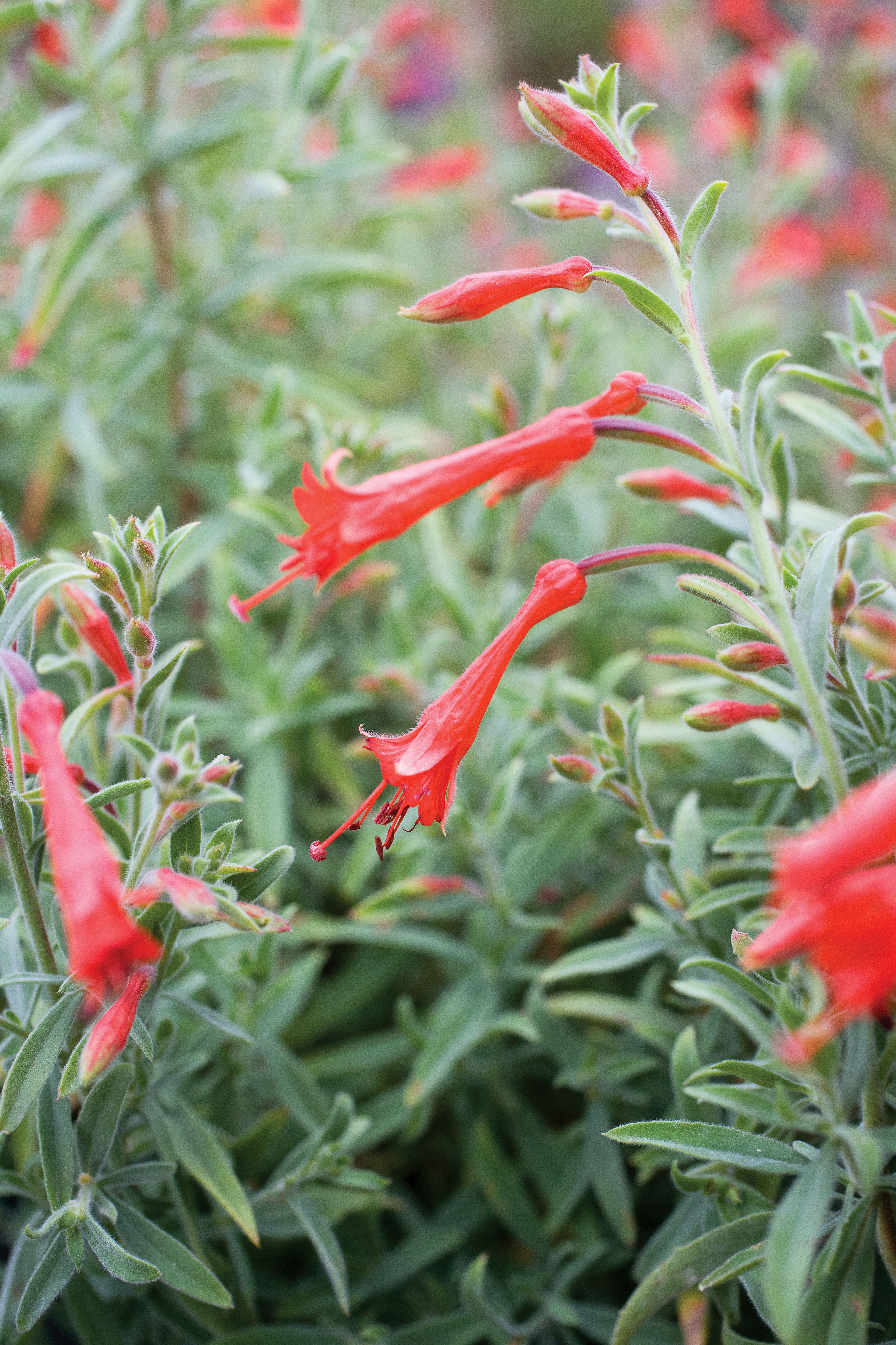 rain gardens