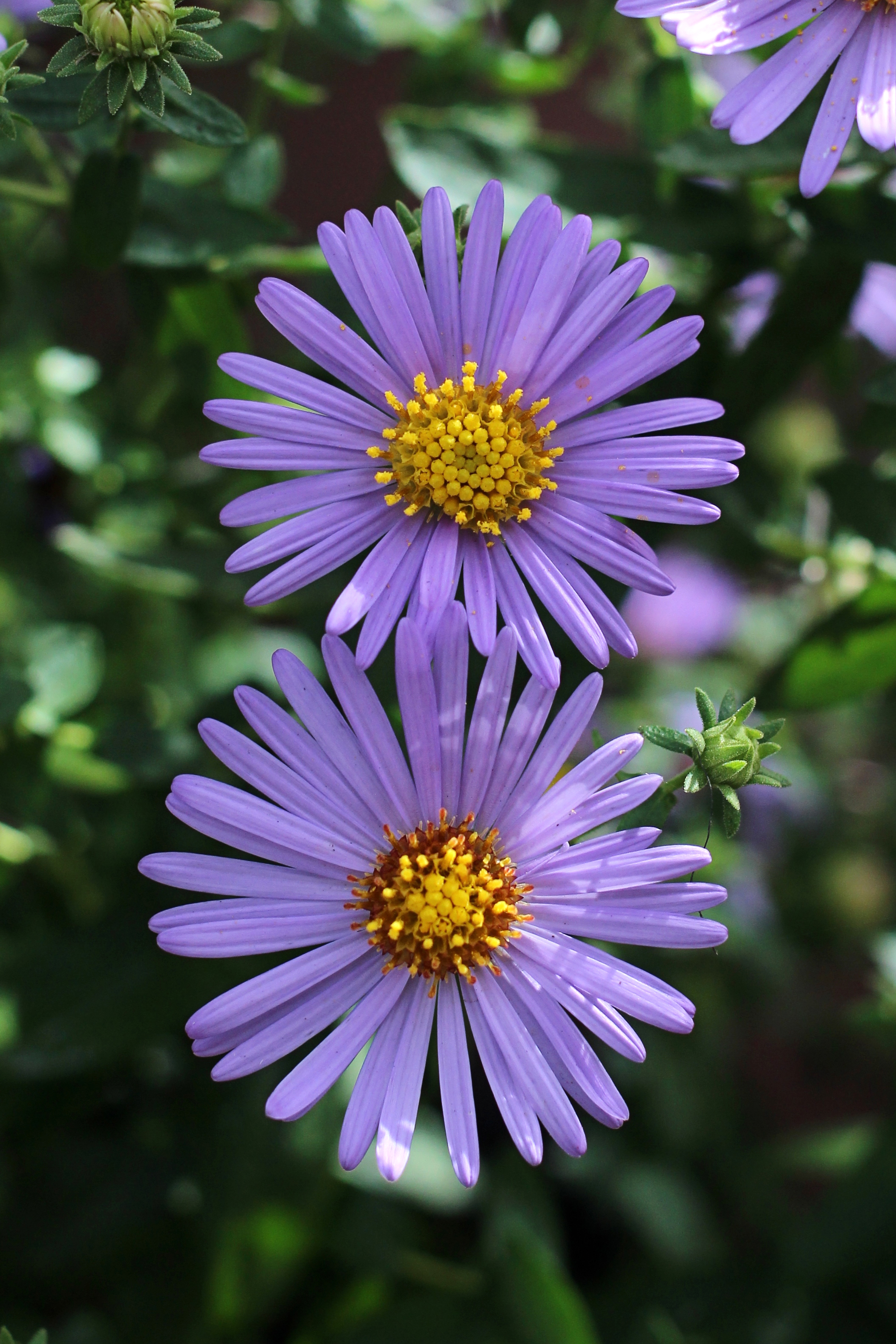 carolina-climbing-aster