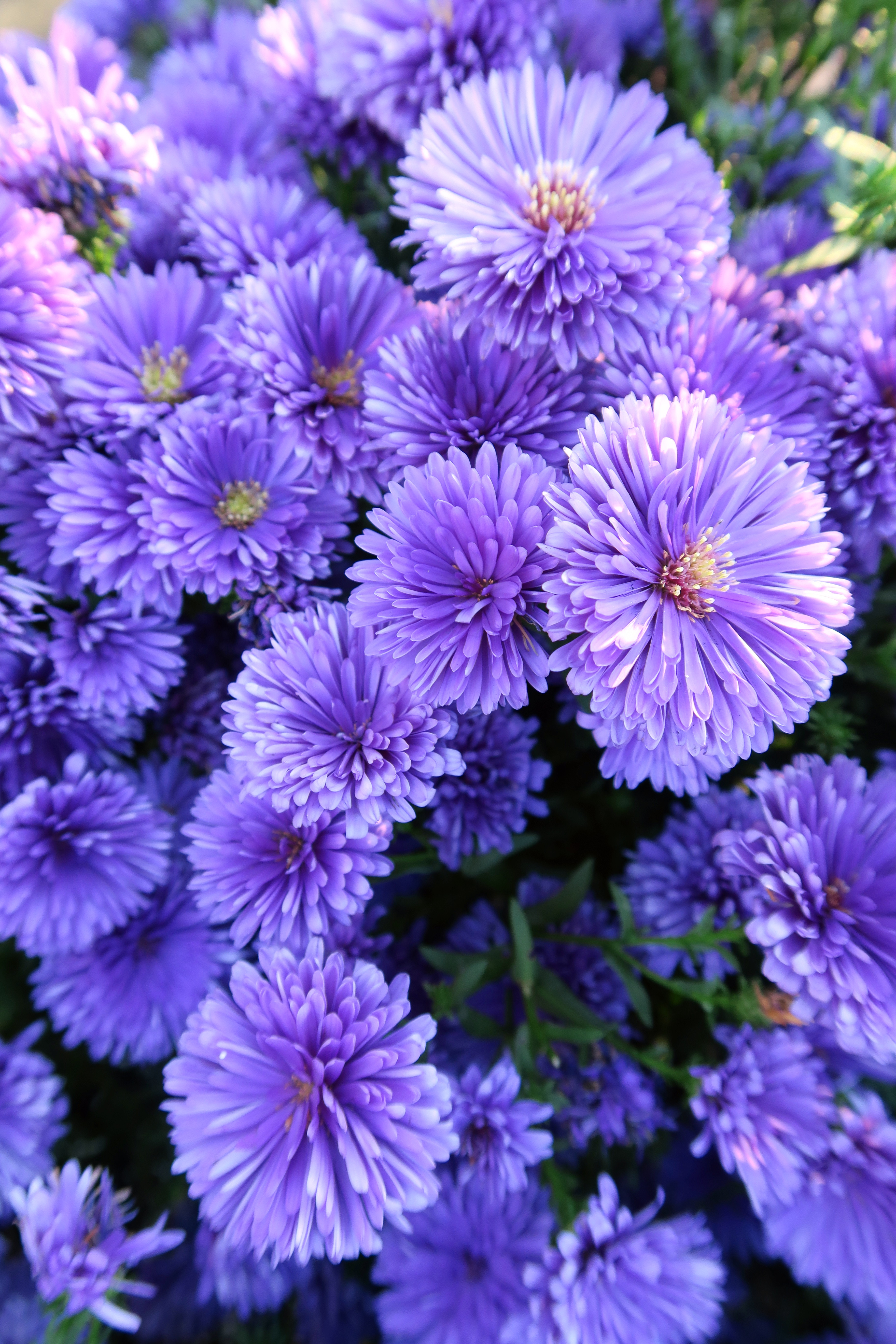 fanny-aster