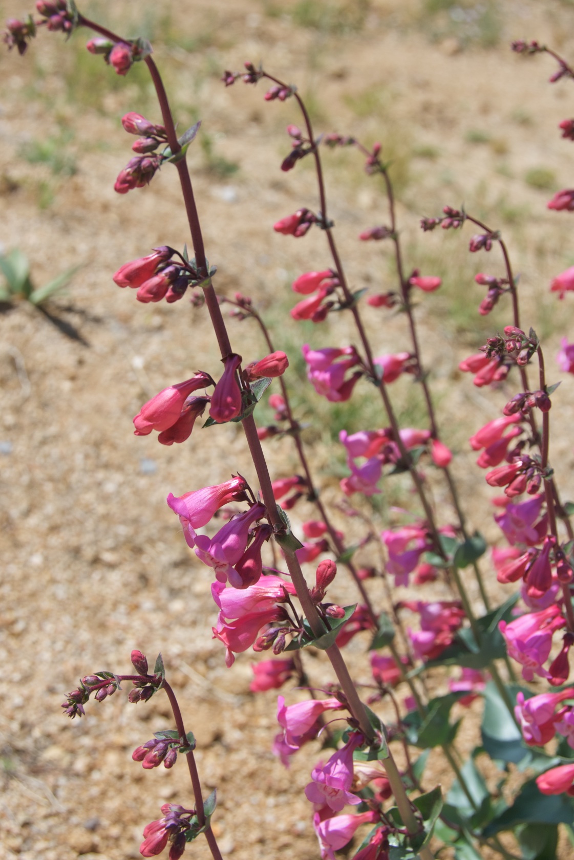 canyon-penstemon