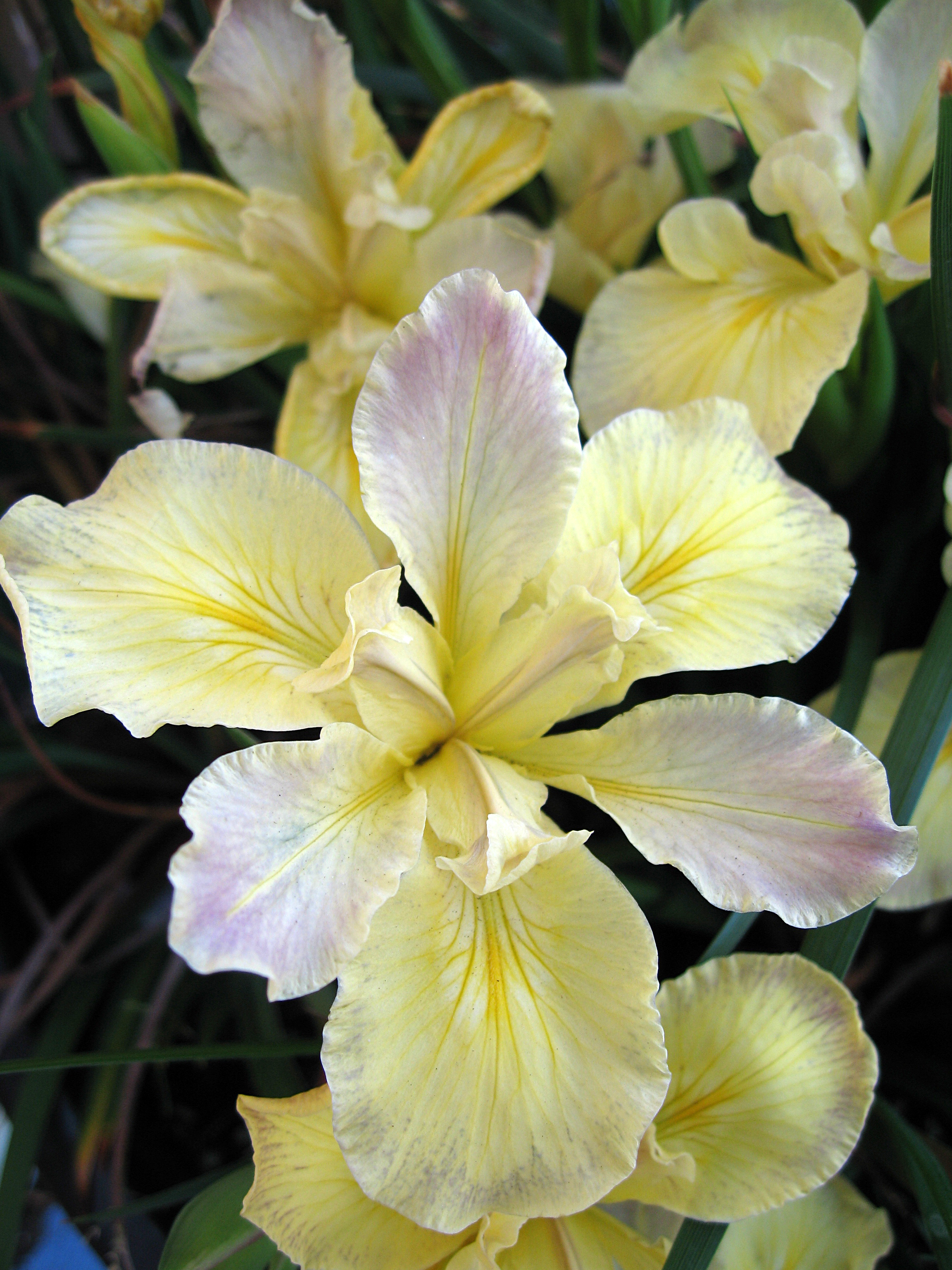 banana-cream-pie-iris