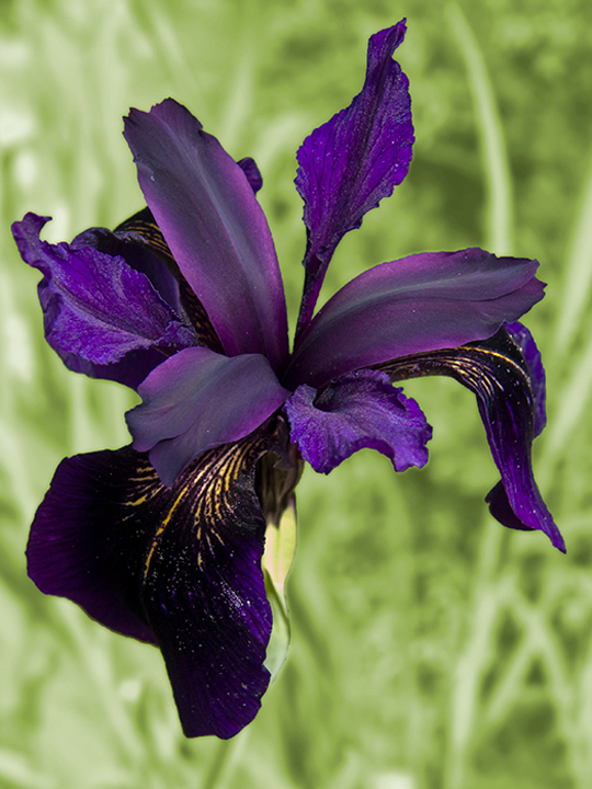 iris-chrysographes