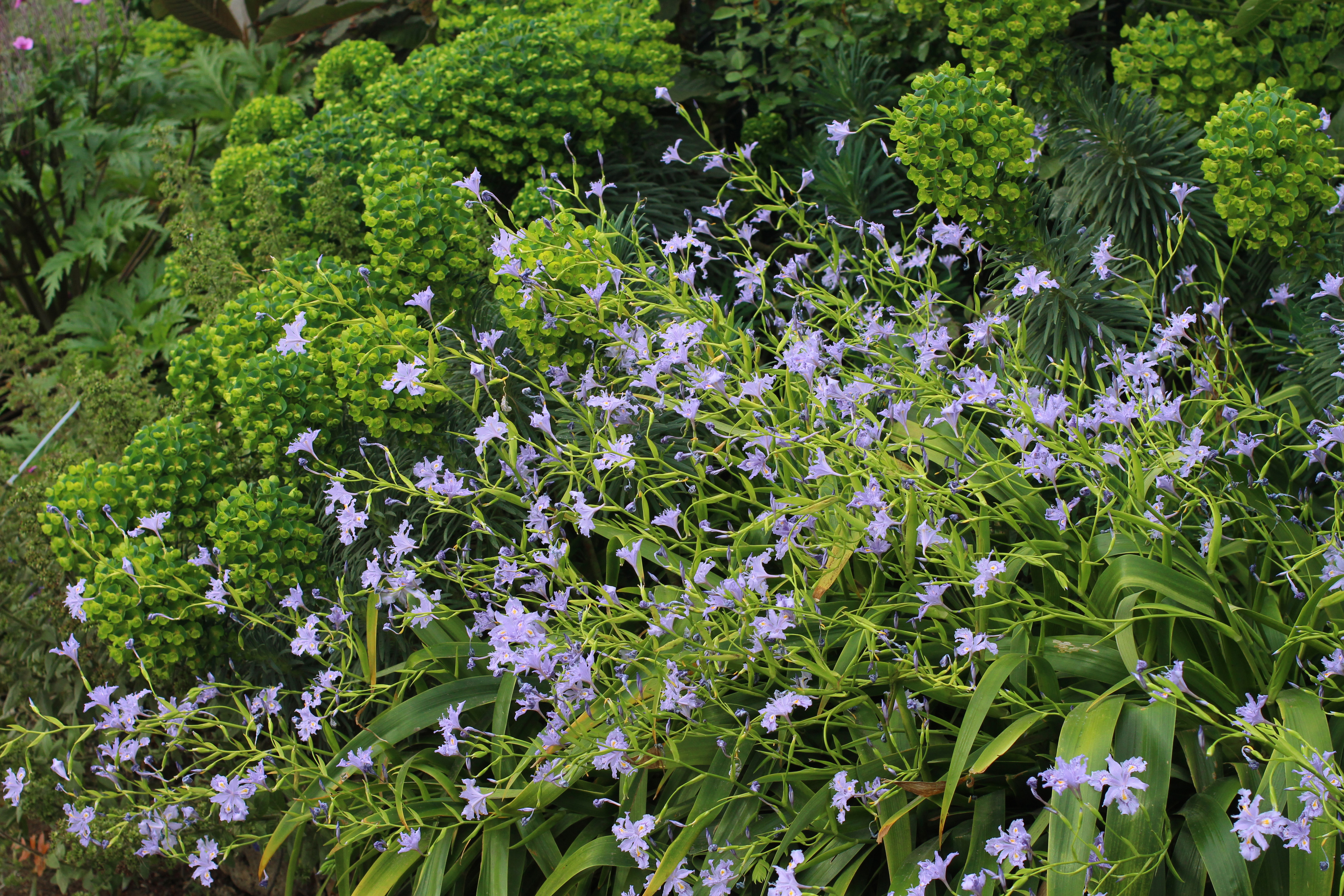 iris-confusa-chengdu