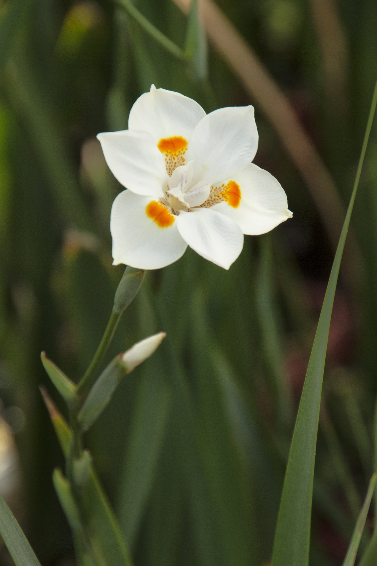 katrina-african-iris