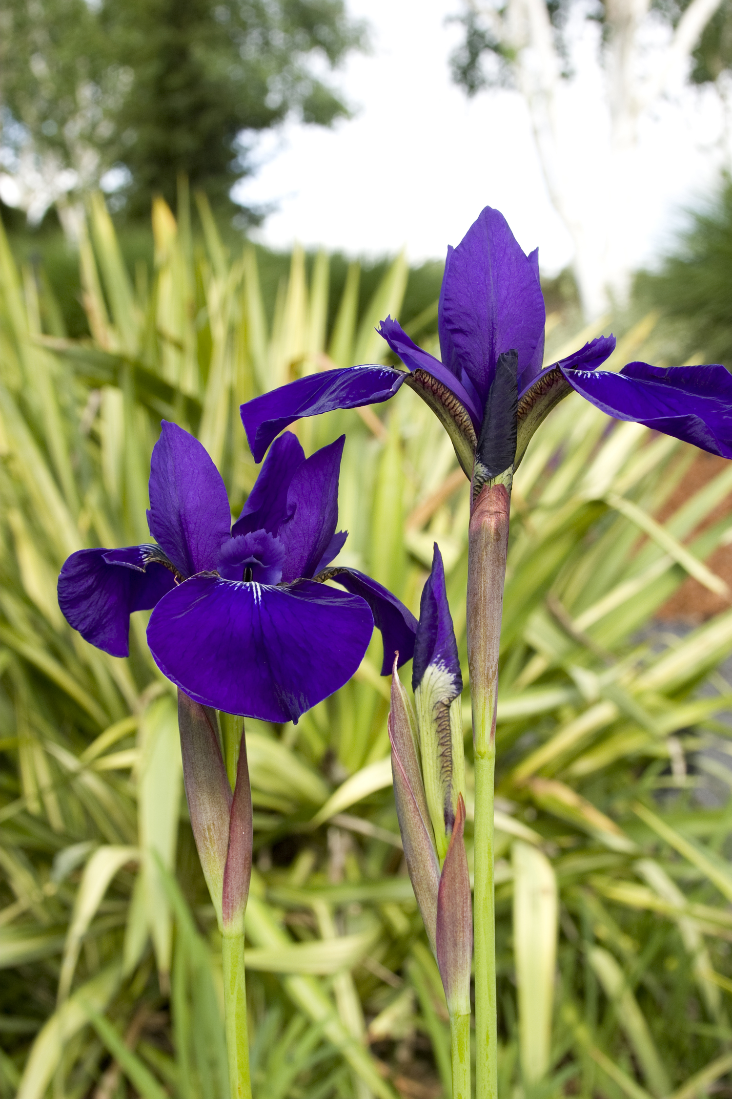 10 Lovely Irises Sunset Magazine