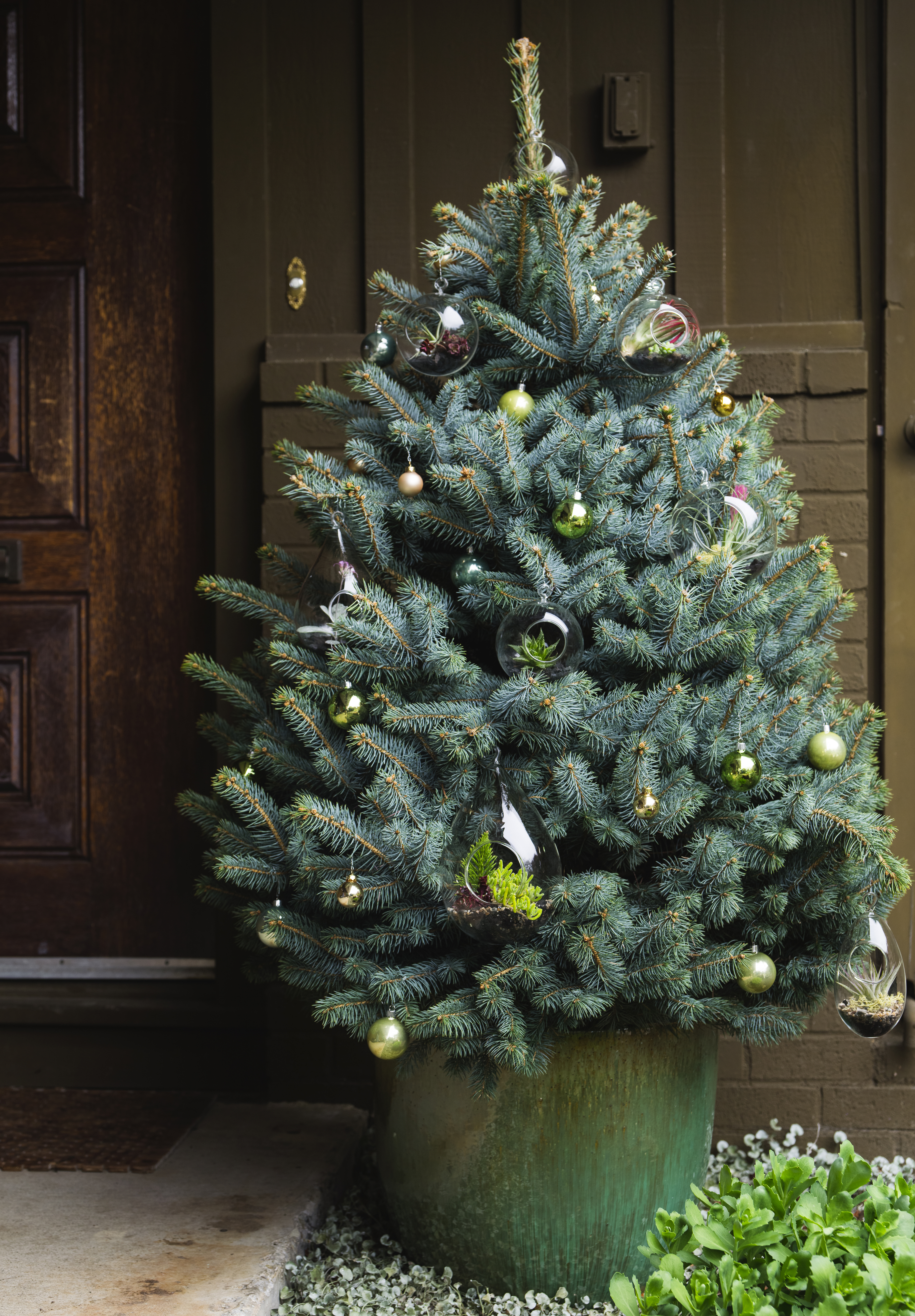 How to Choose a Living Christmas Tree for a Festive Season