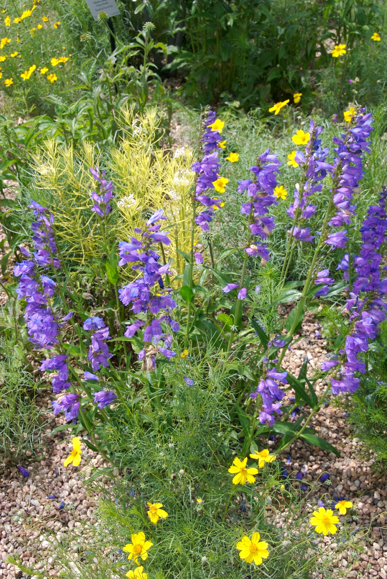 rocky-mountain-penstemon