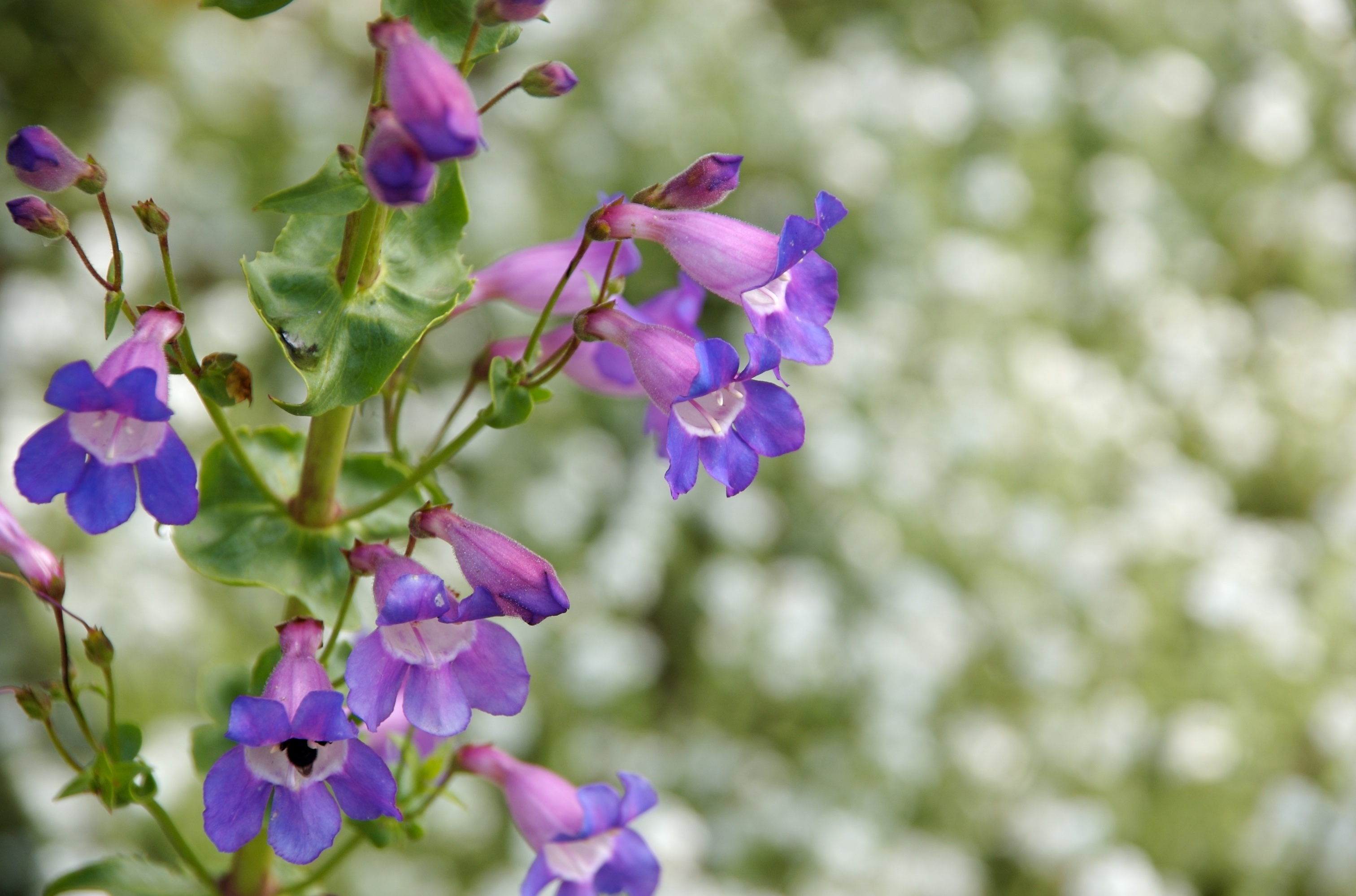 showy-penstemon