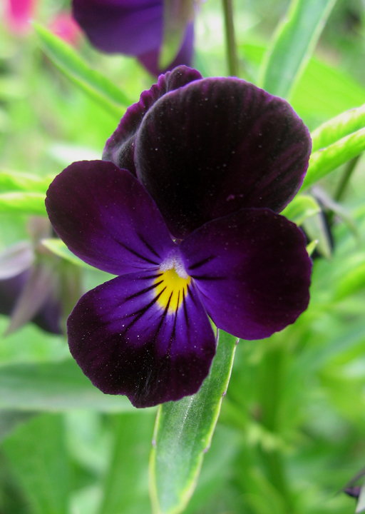 bowles-black-pansy