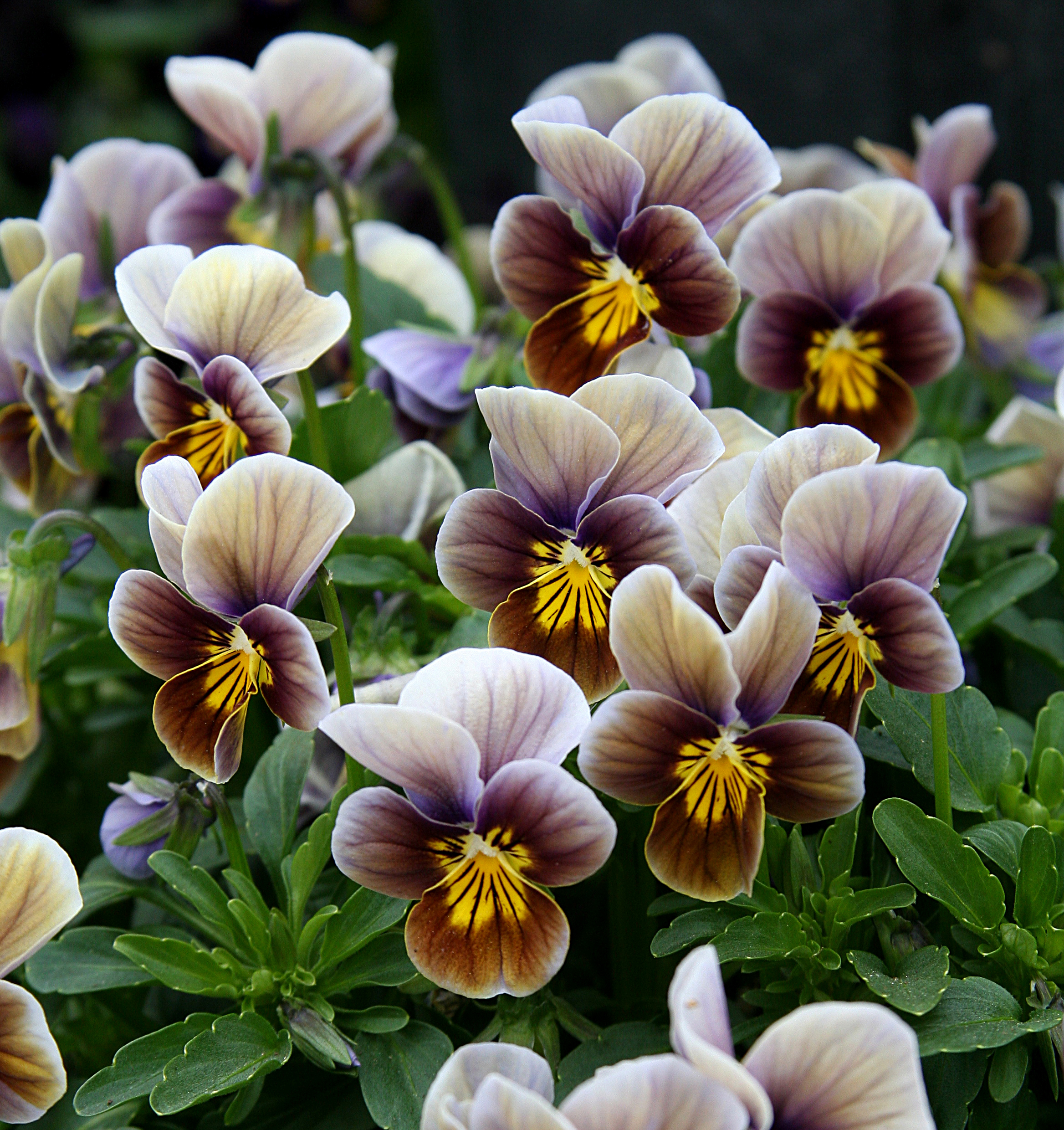 frosted-chocolate-pansy